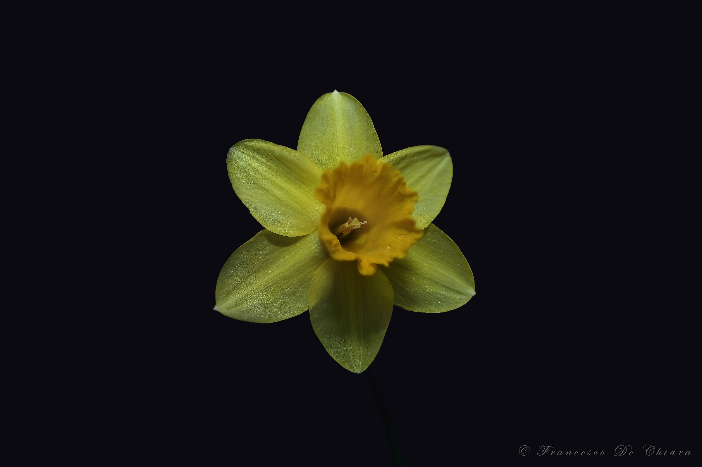 Narcissus