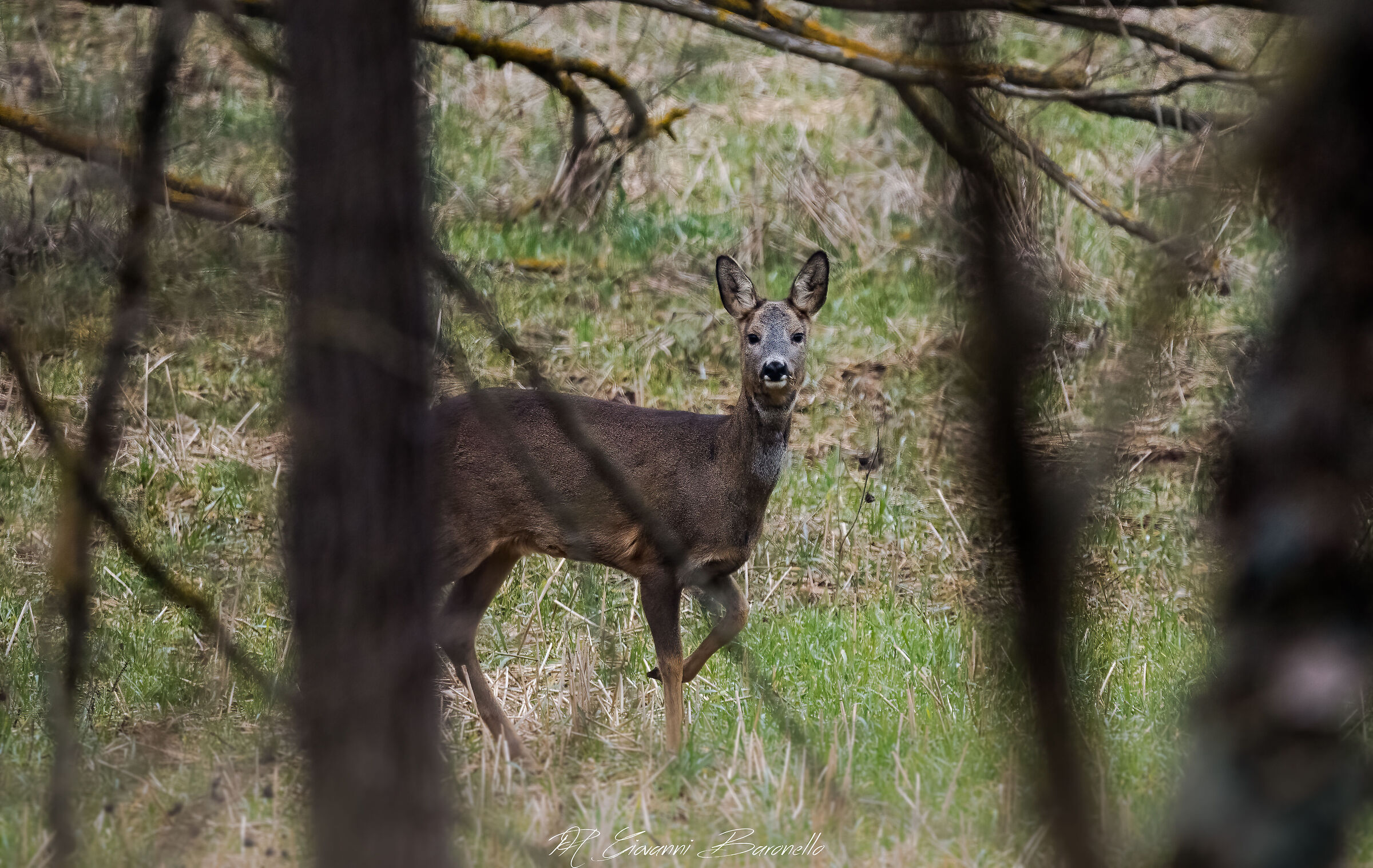 Roe deer