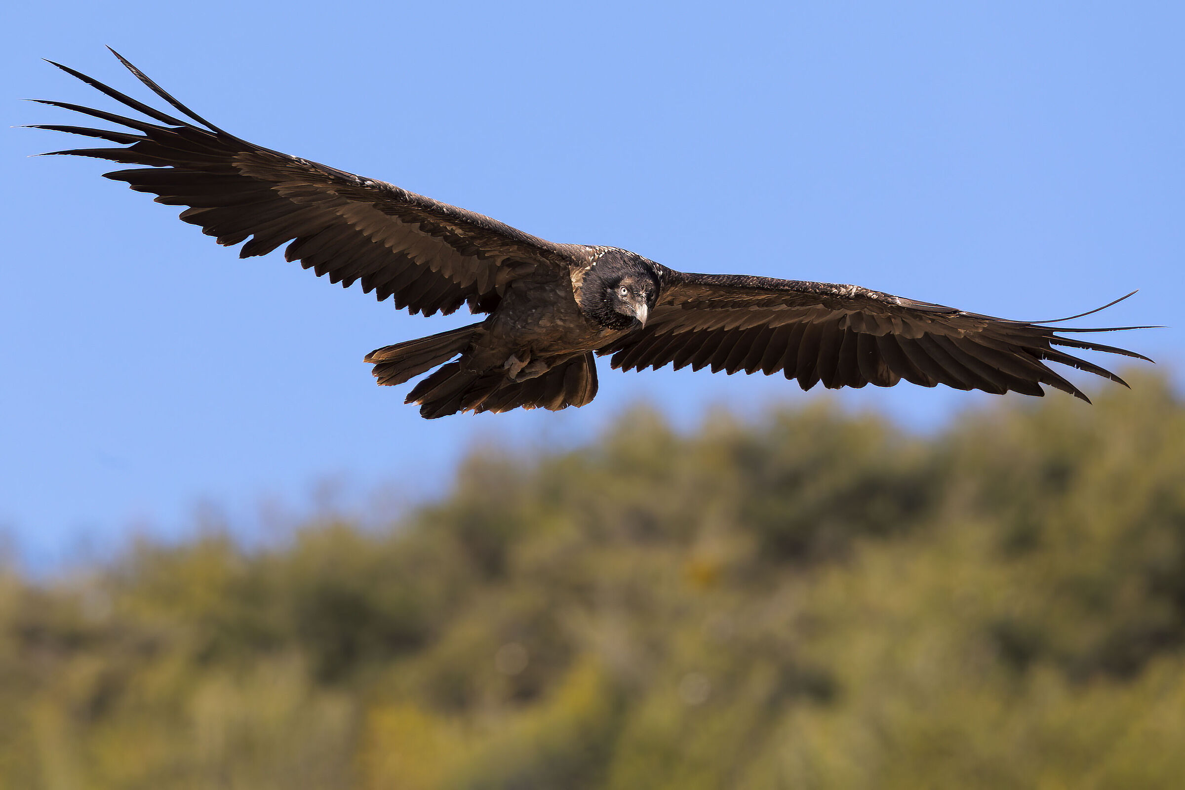 Bearded vulture (juv.)