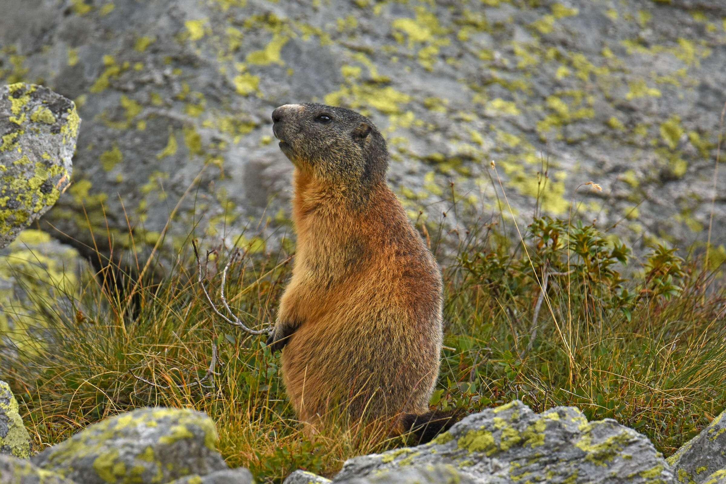 Marmot - Nikon D7200 Tamron 150/600