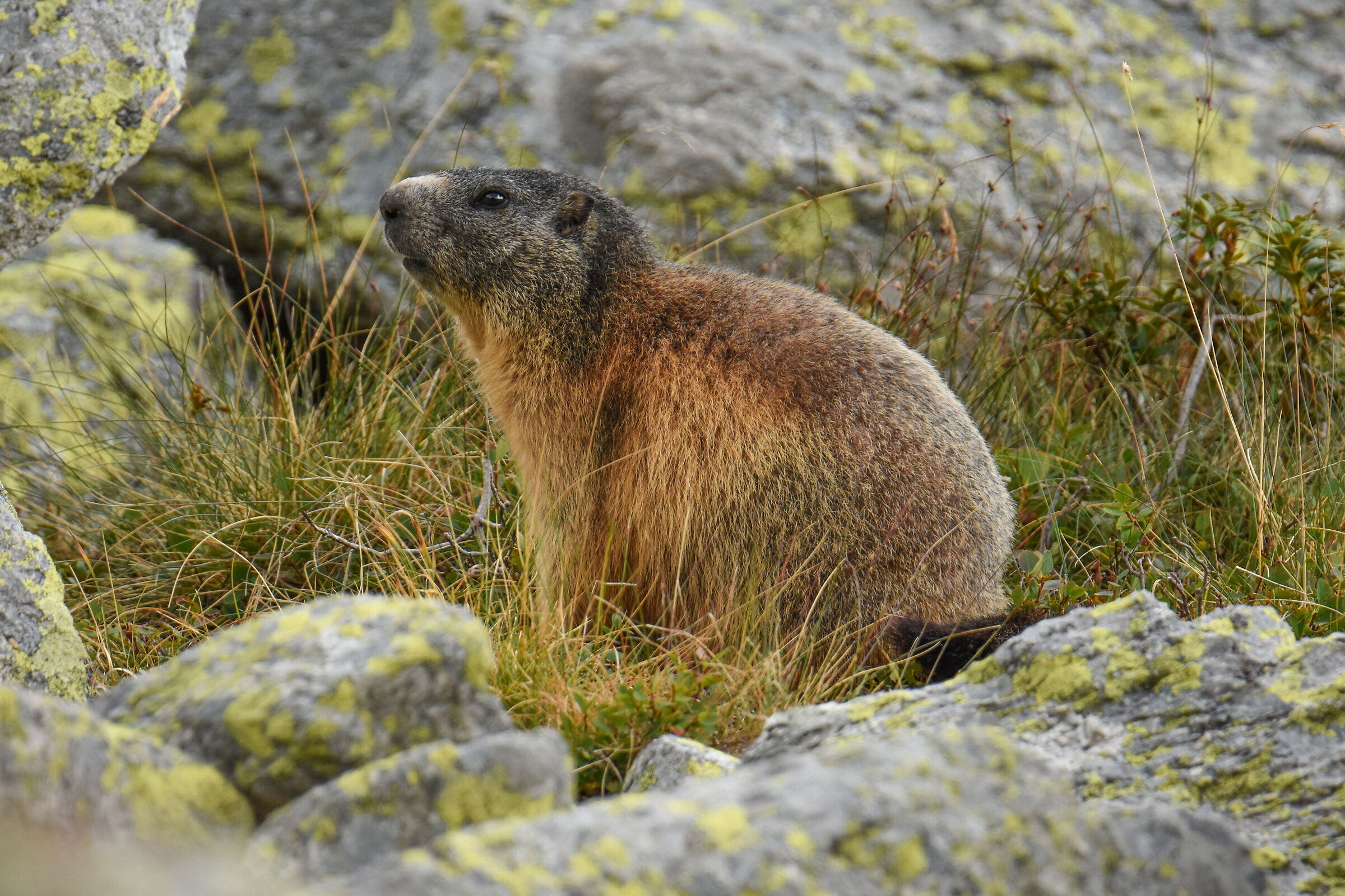 Marmot 2- Nikon D7200 Tamron 150/600
