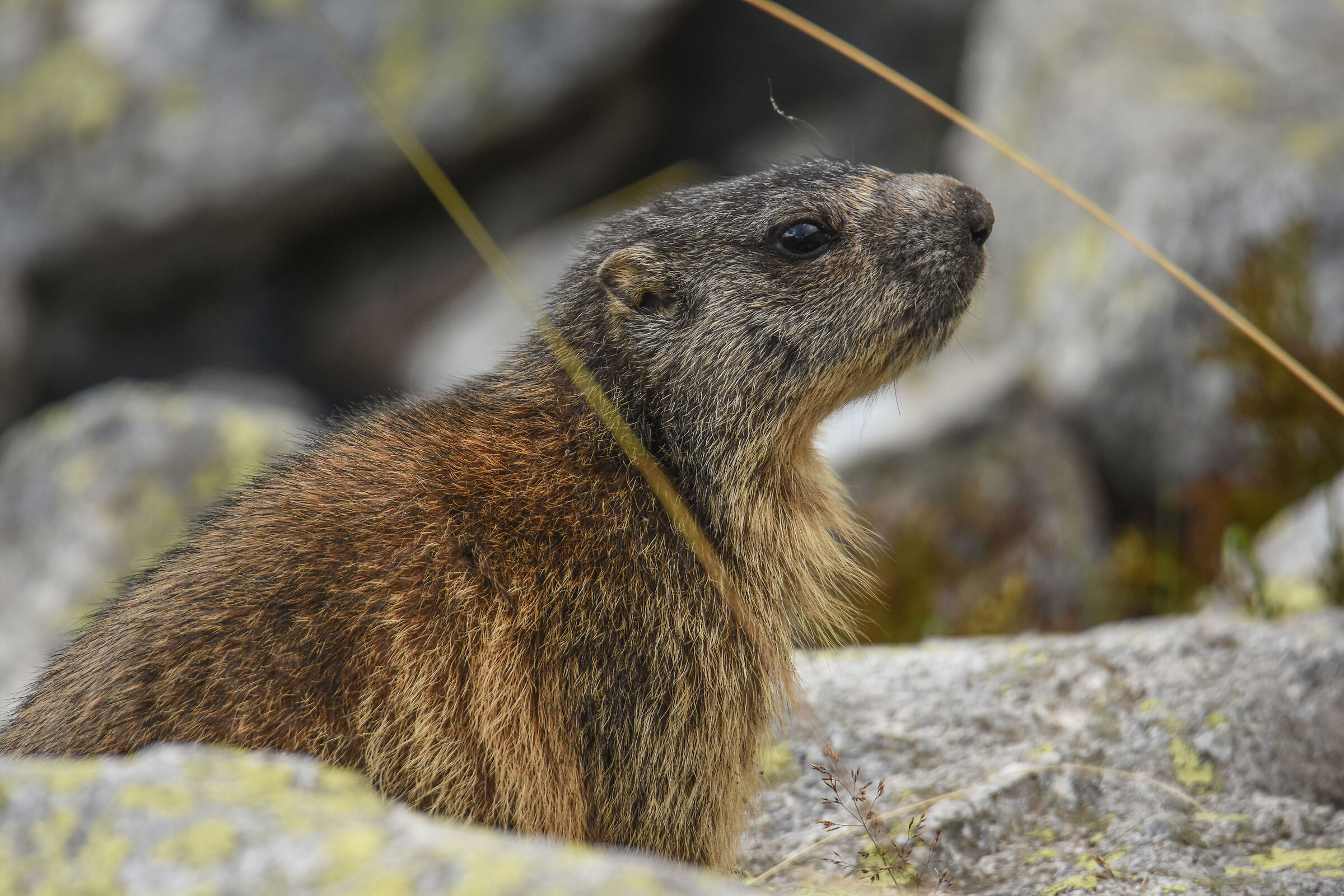 Marmot 3- Nikon D7200 Tamron 150/600