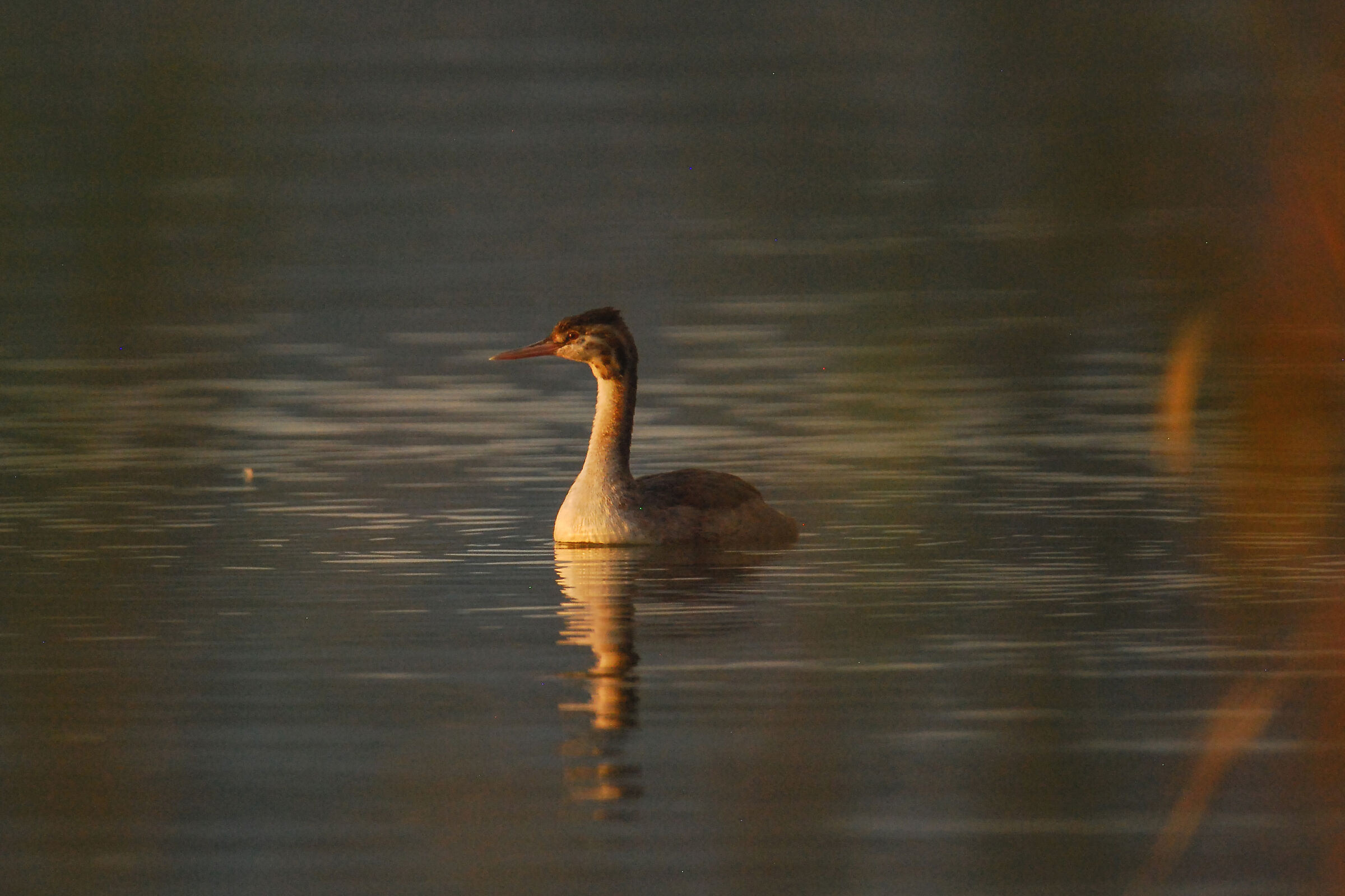 Grebe at Sunset 1 - Nikon D80 - Tamron 150/600