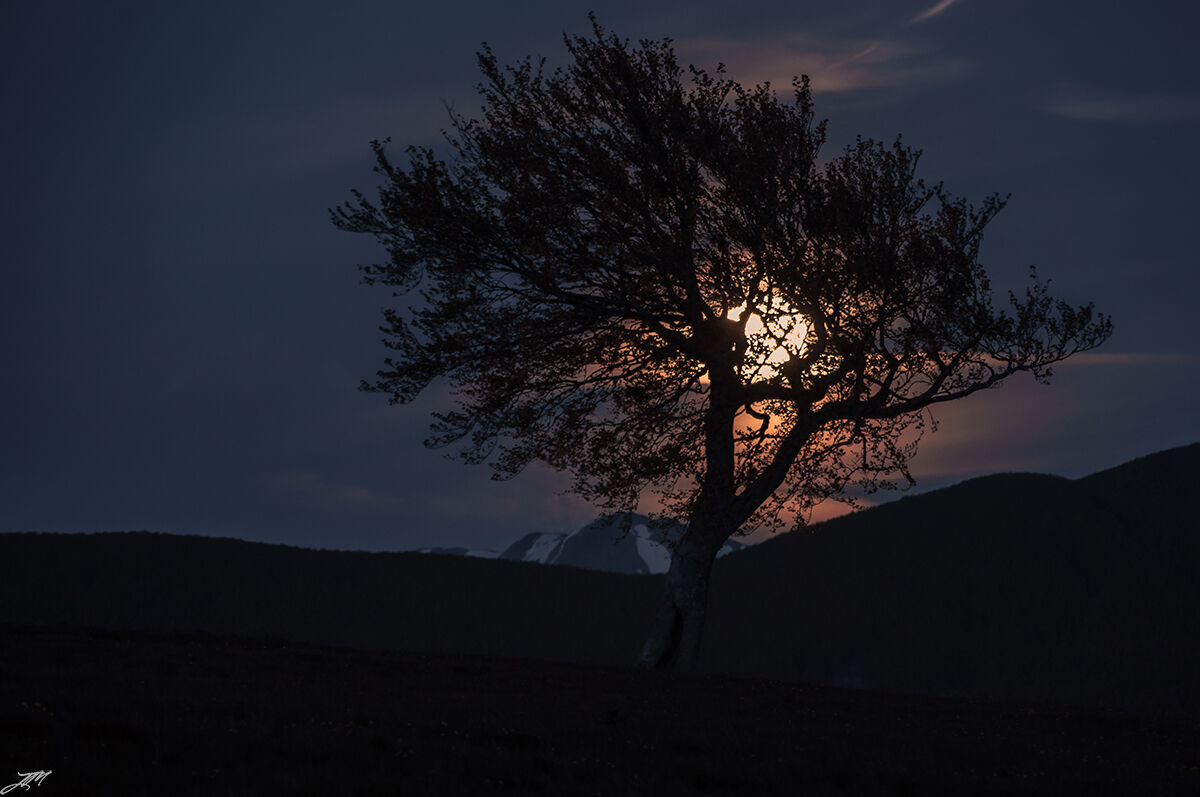 Il faggio e la luna