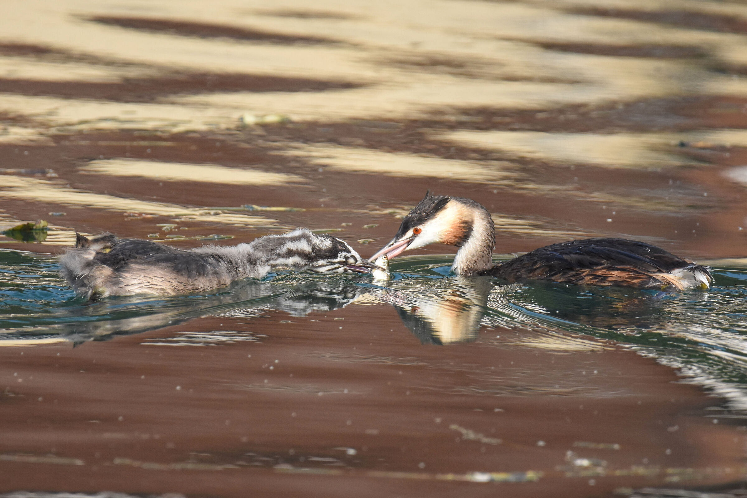 Grebe meal at Sunset -