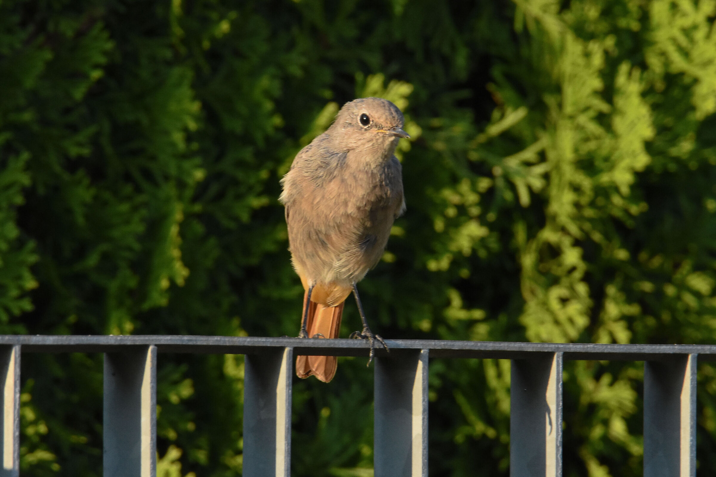 Redstart 1