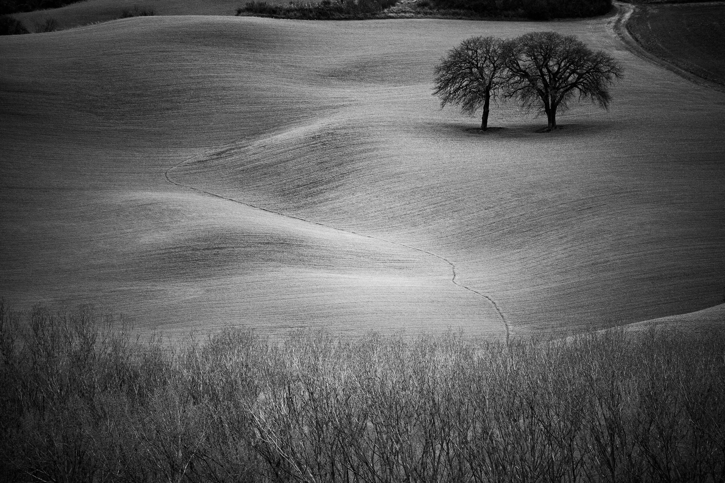 Trees III "If i can stop one heart from breaking"