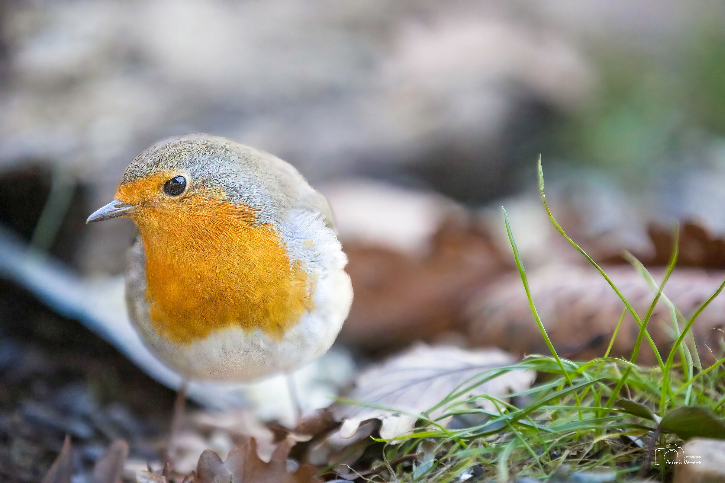 Robin in... 32,000 ISO