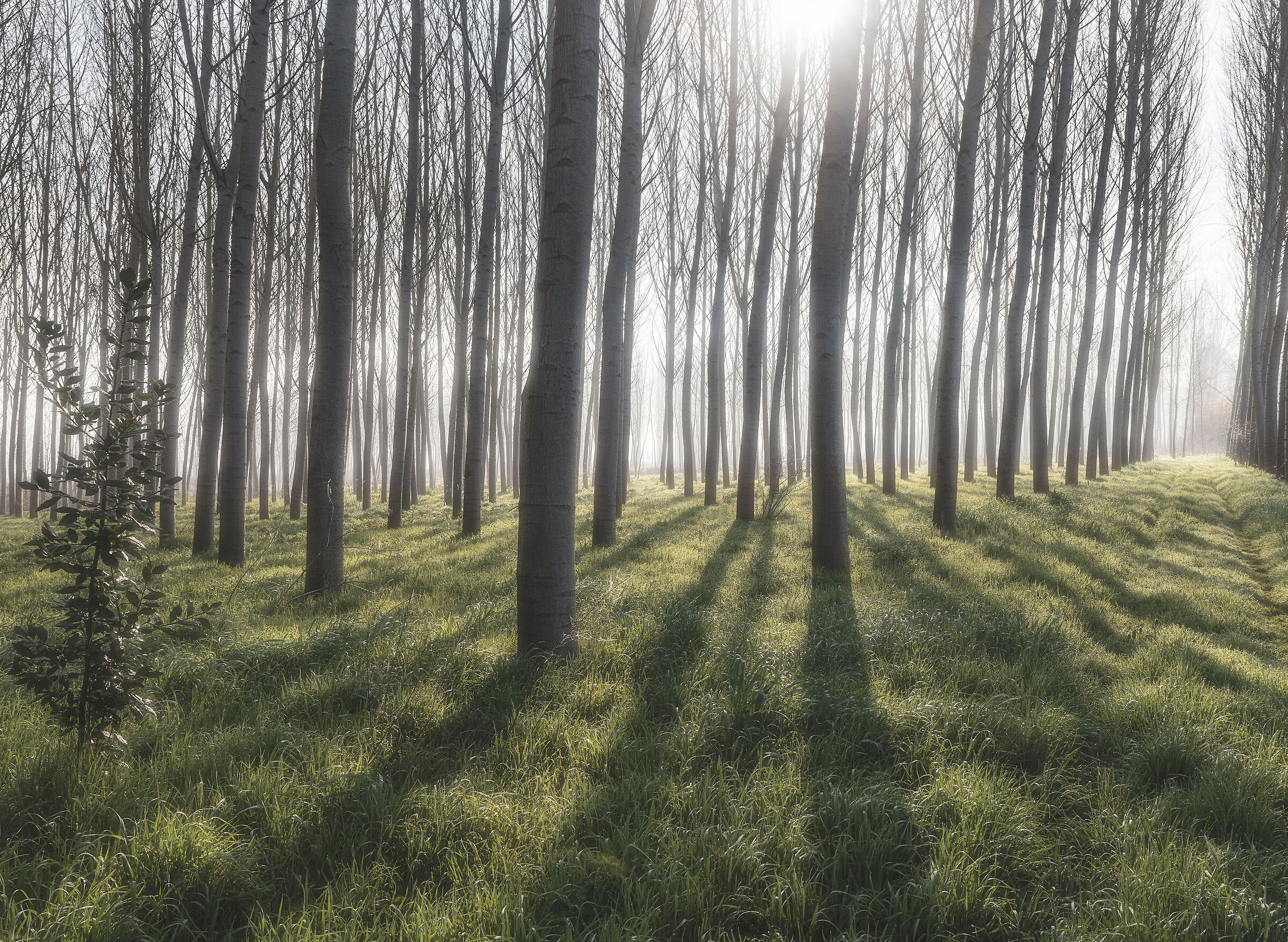 Fucecchio Marshes and morning fog