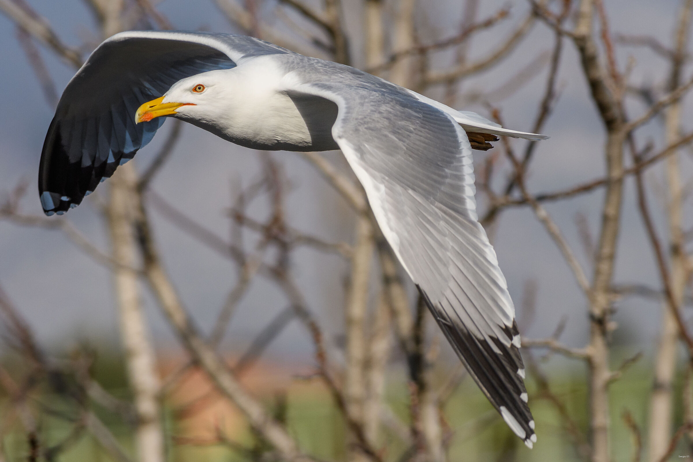 Gull