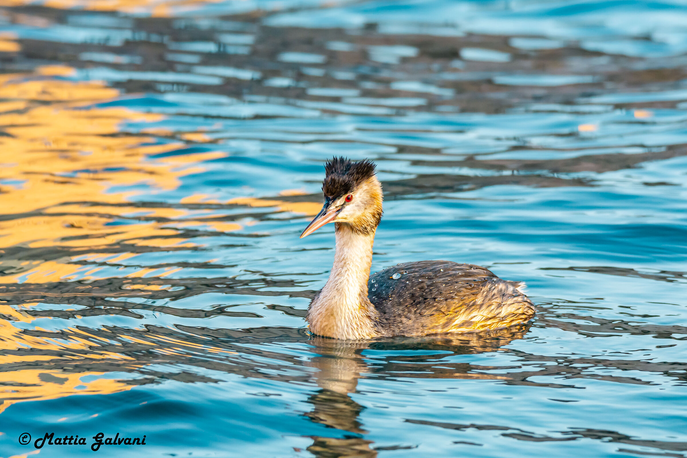 Great Grebe at sunset