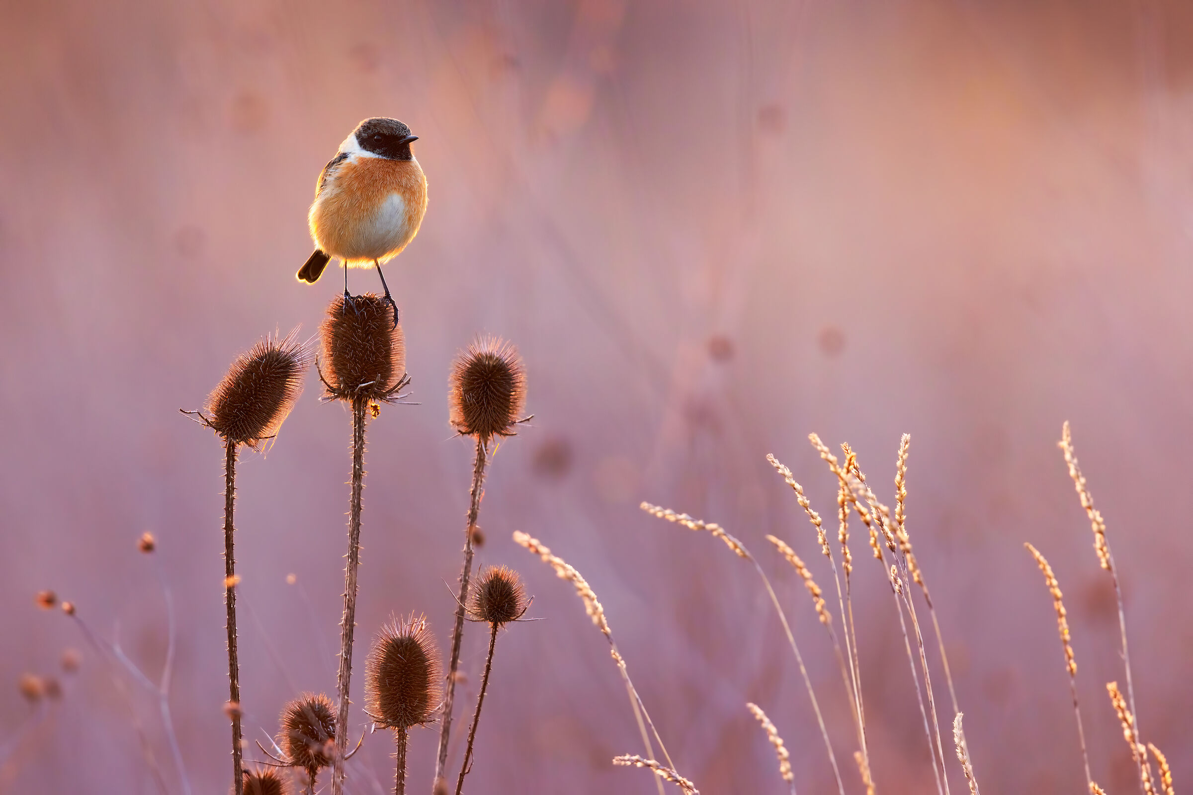 The last sunset (saltimpalo)