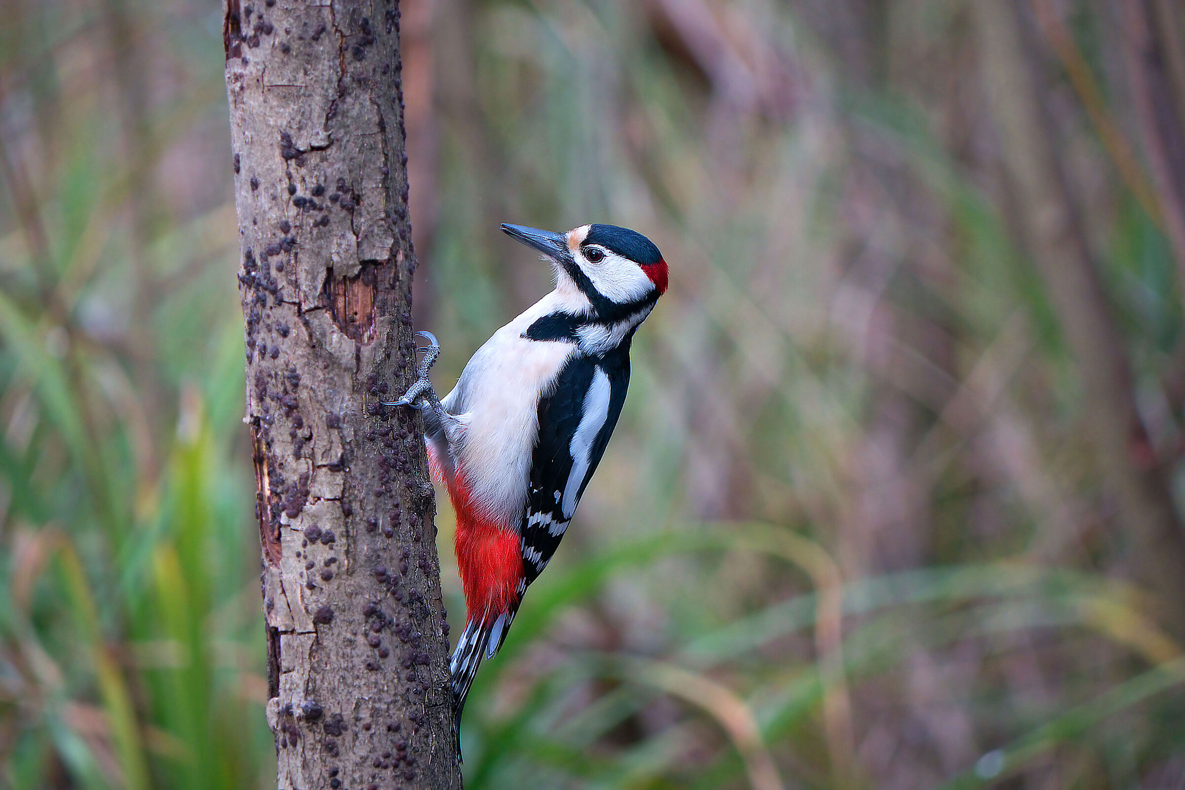 woodpecker r.m.