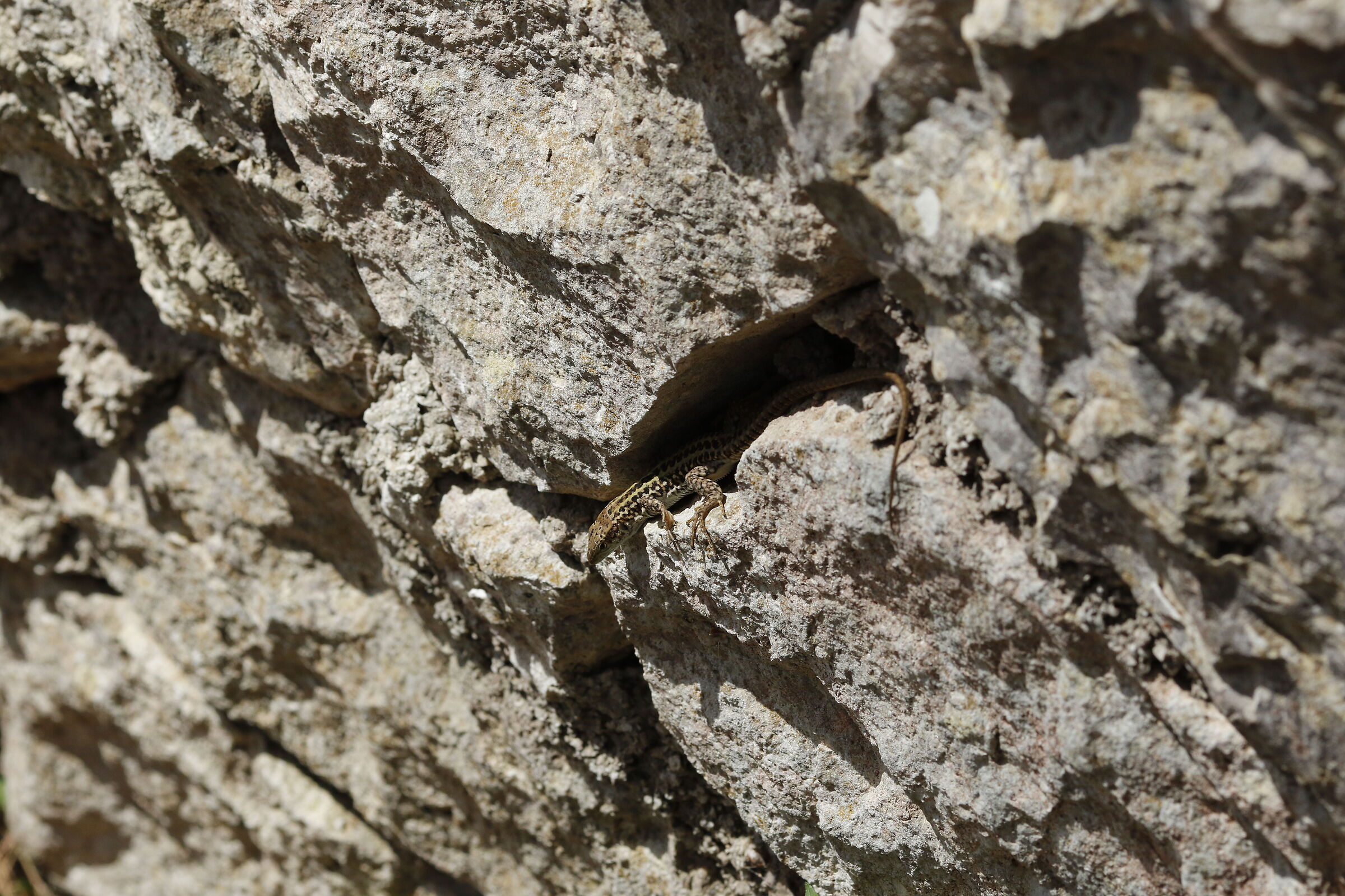 Canon 7D II- 135 F.2 L USM