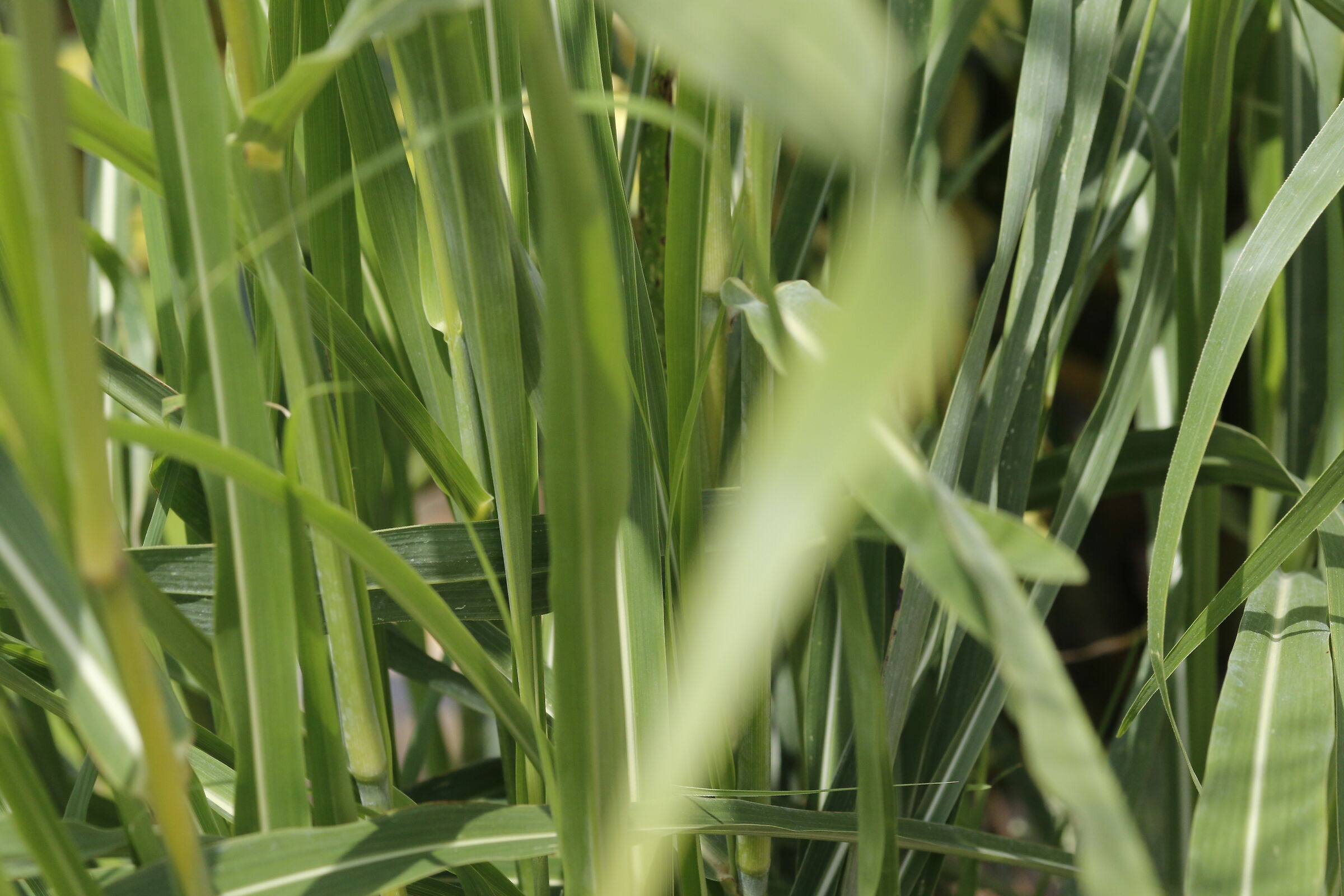 Canon 7D II- 135 F.2 L USM