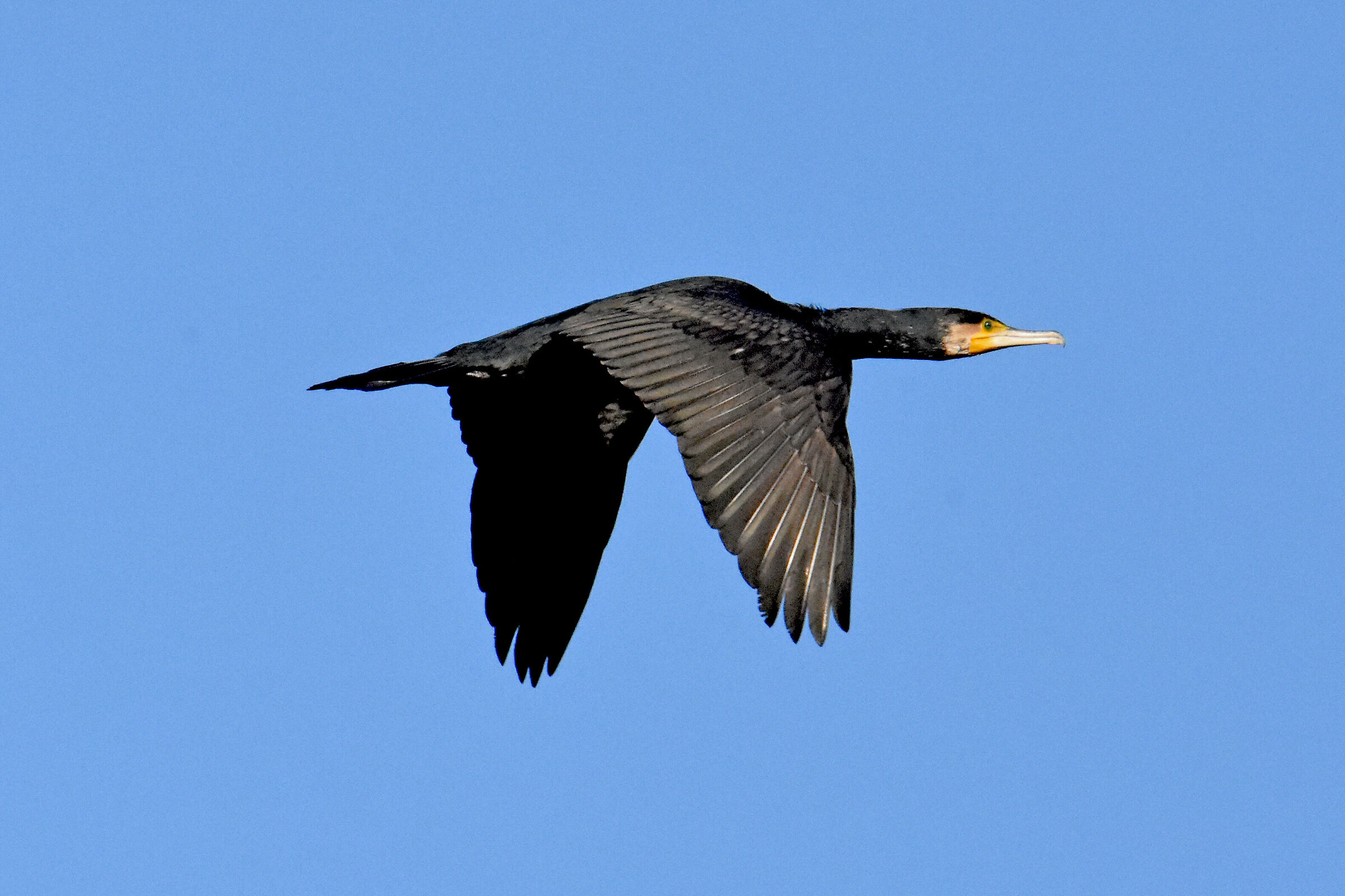 Cormorant