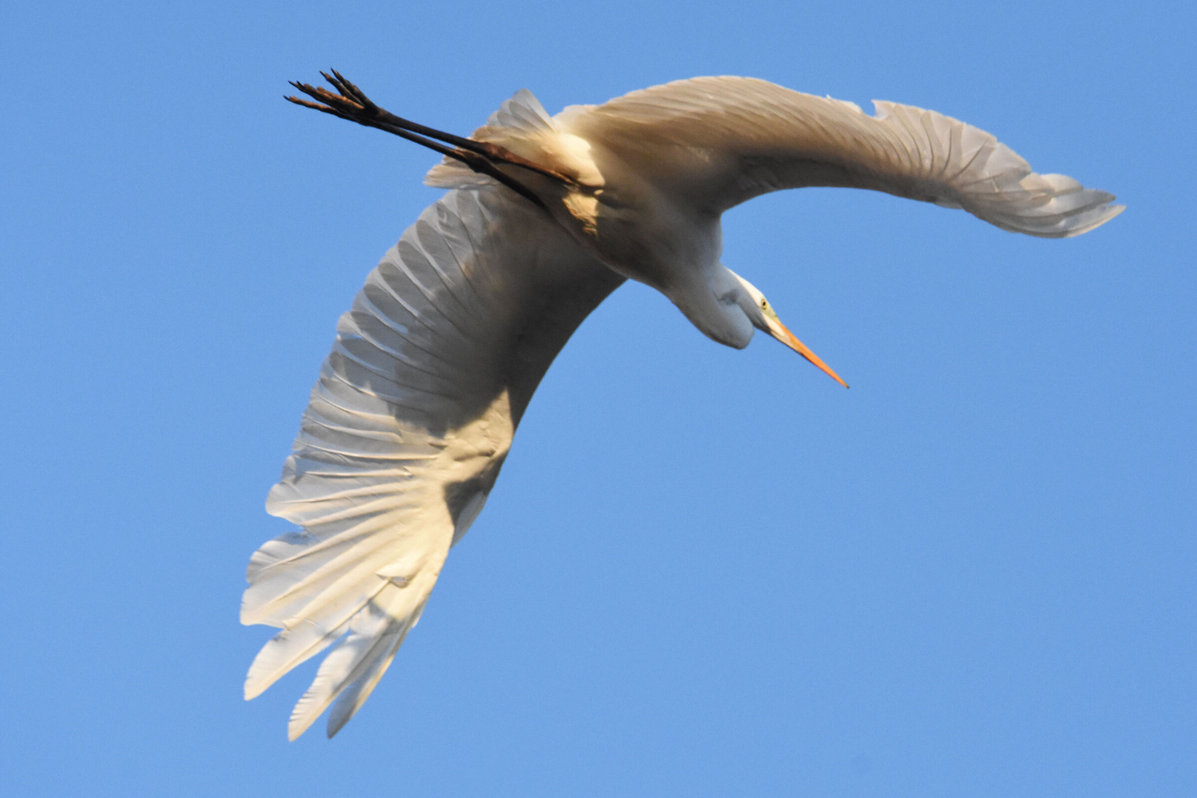 White Heron