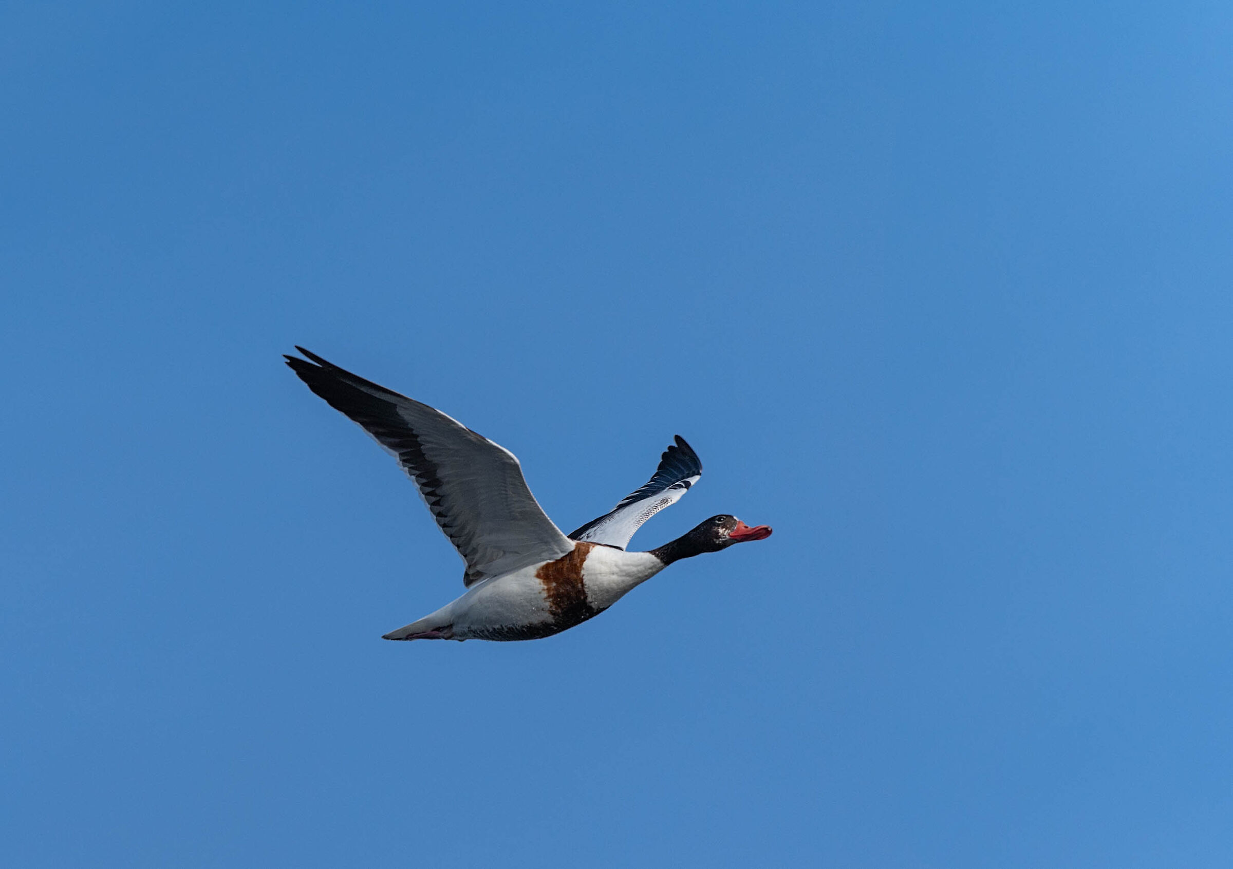 Common shelduck