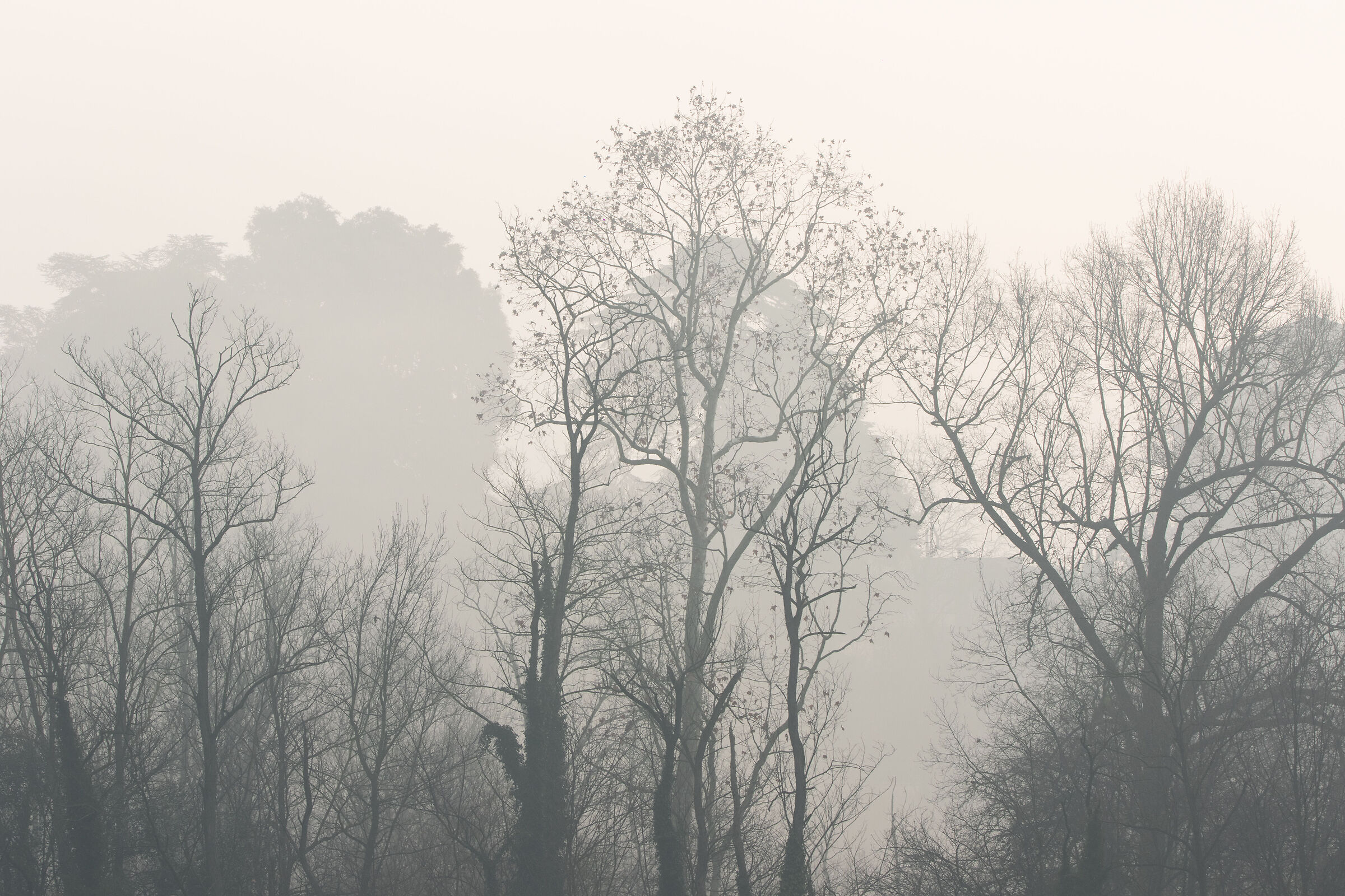 Gli alberi d'inverno