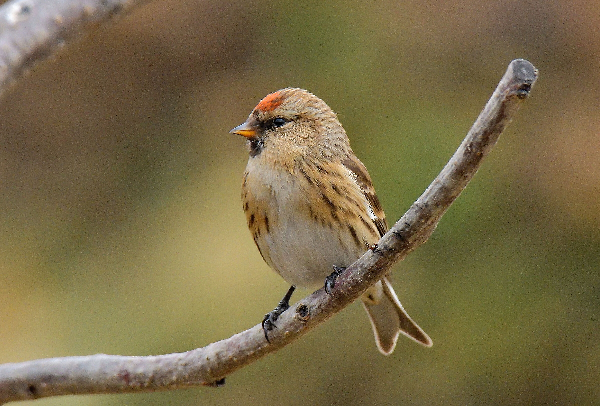 Organetto Carduelis Flammea