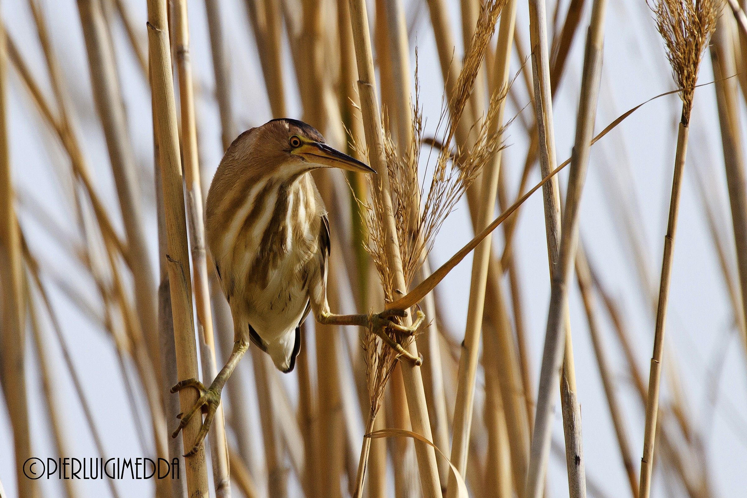 Tarabusino  Ixobrychus minutus