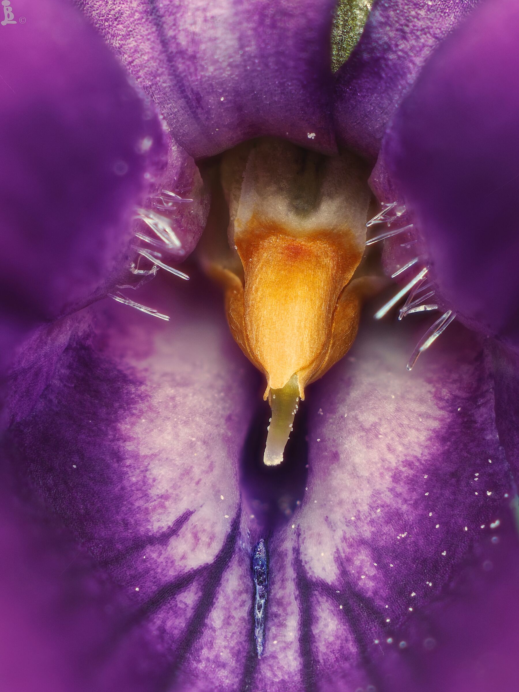 Viola