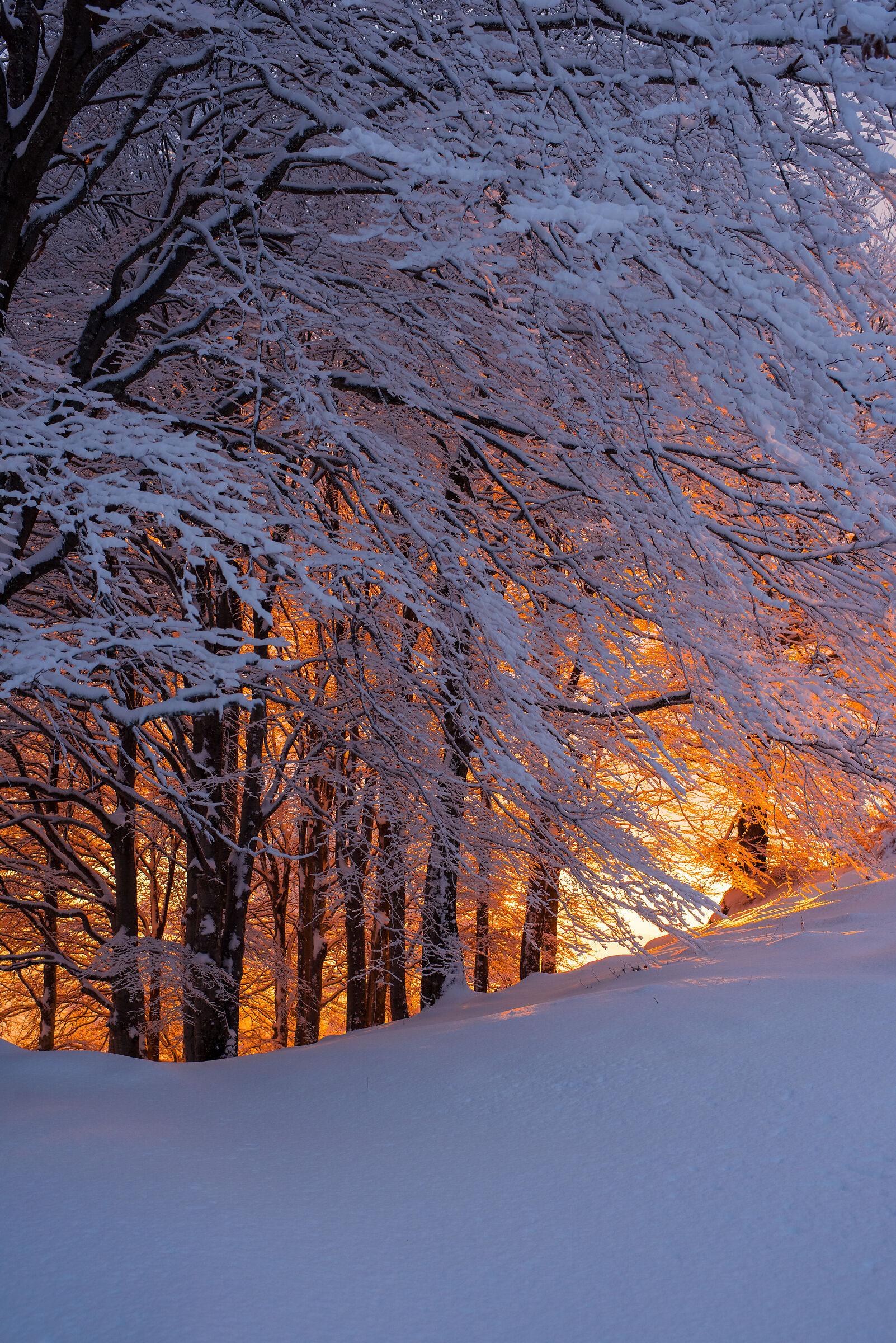 Orange Passion