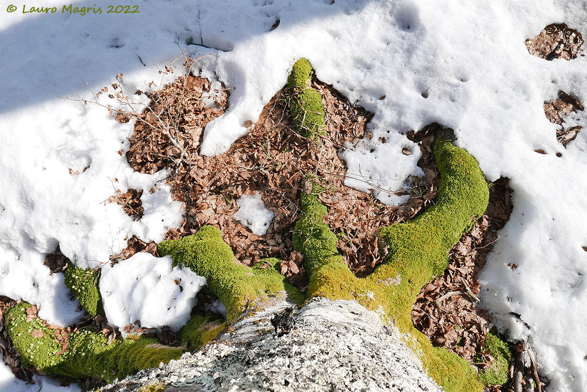The fingers of the tree