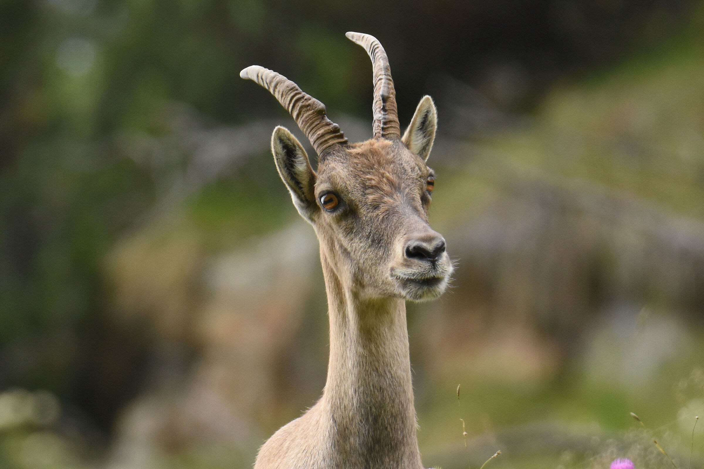Roe deer