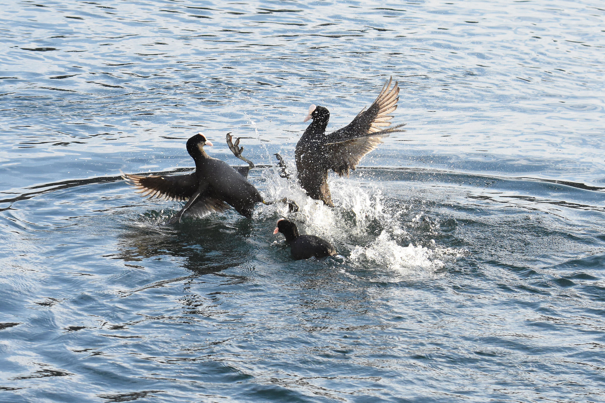 Coots