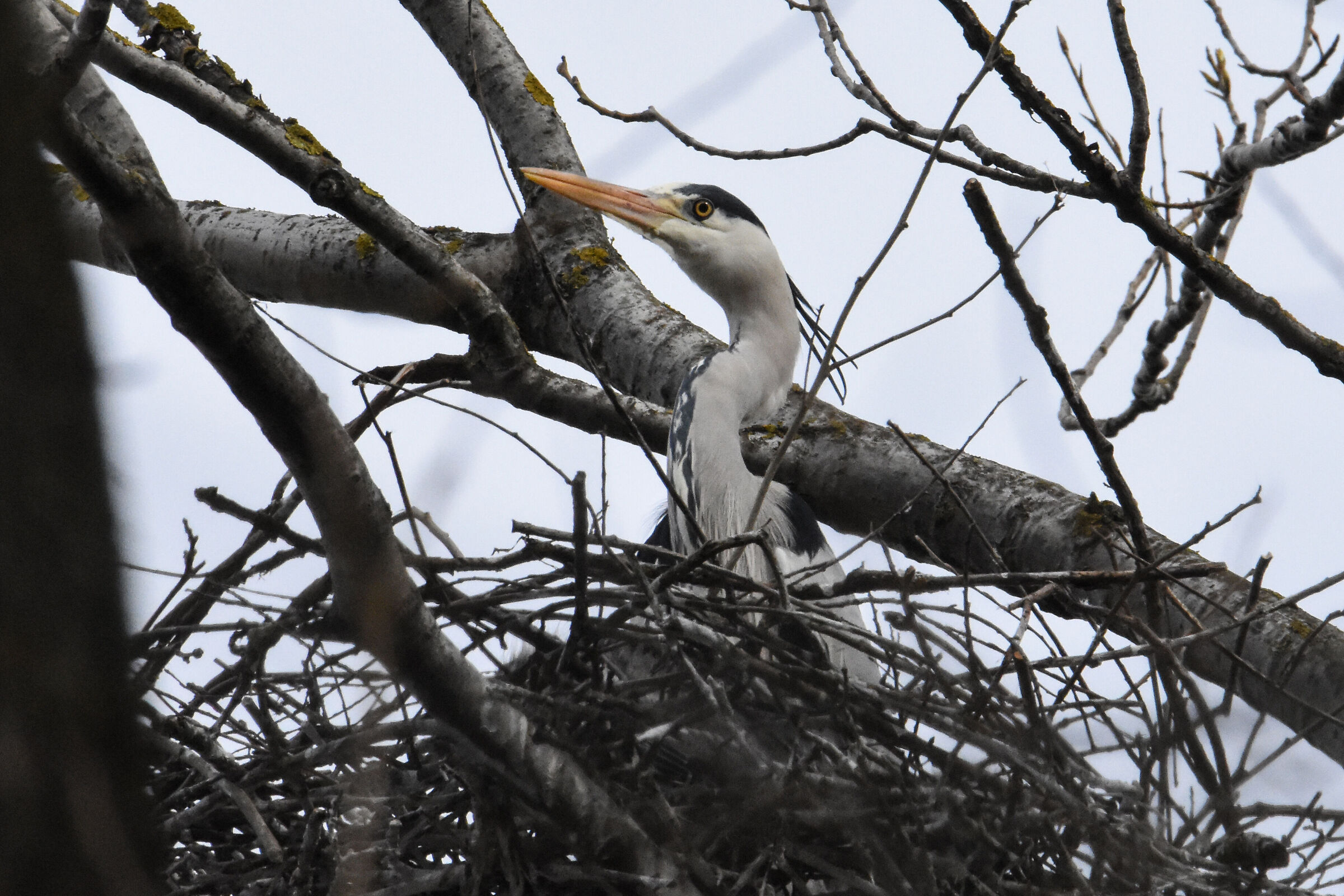 Grey heron