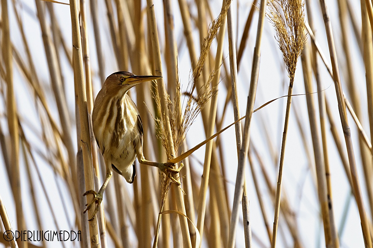 Tarabusino   Ixobrychus minutus