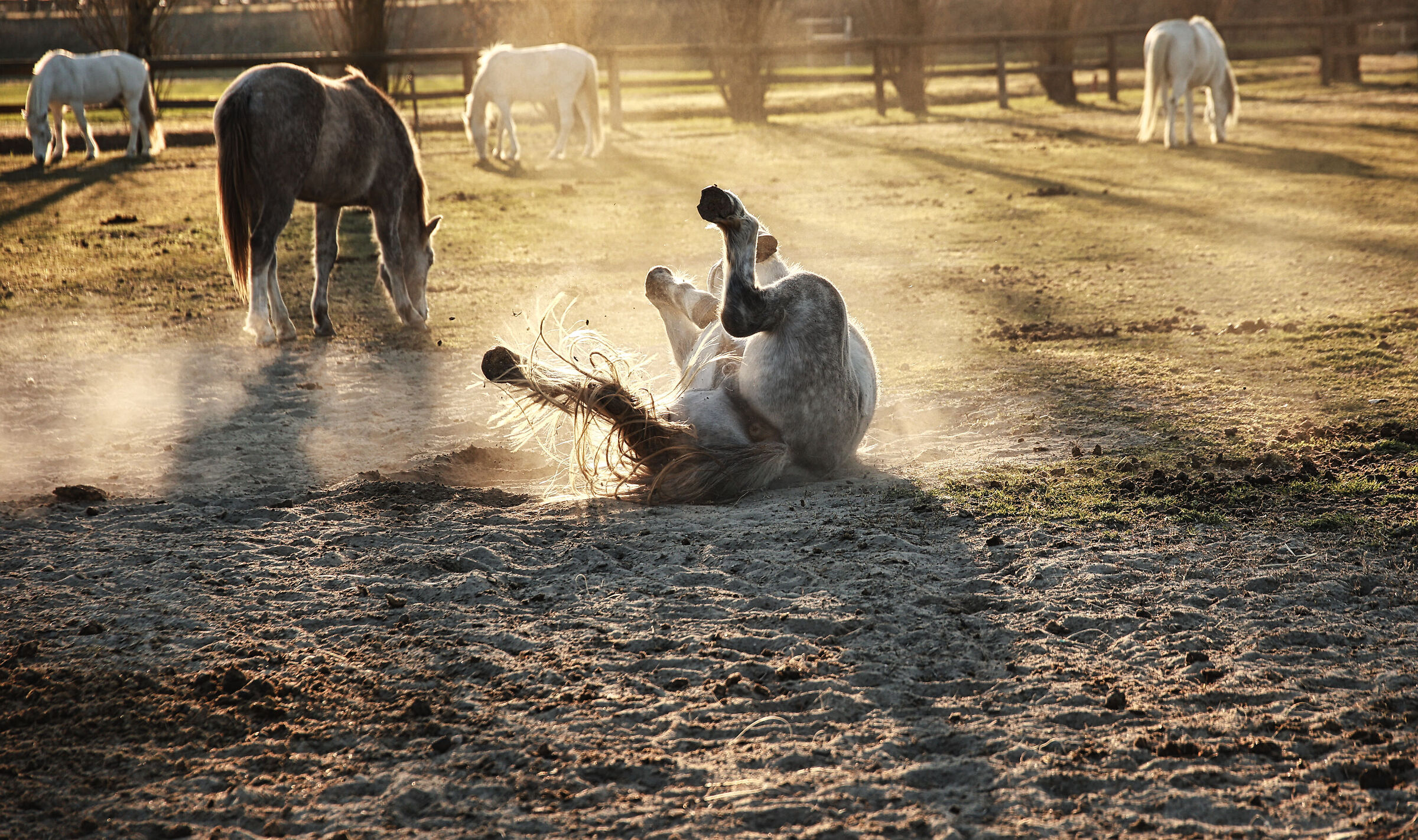 Jojo il cavallo pazzo