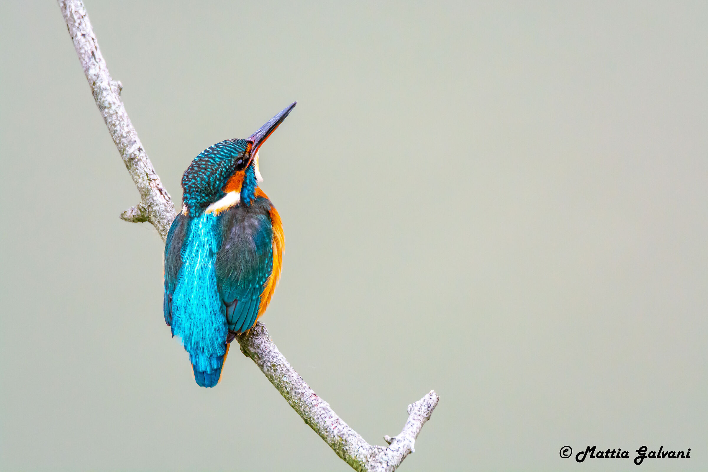 Martin Pescatore che controlla l'ambiente circostante..