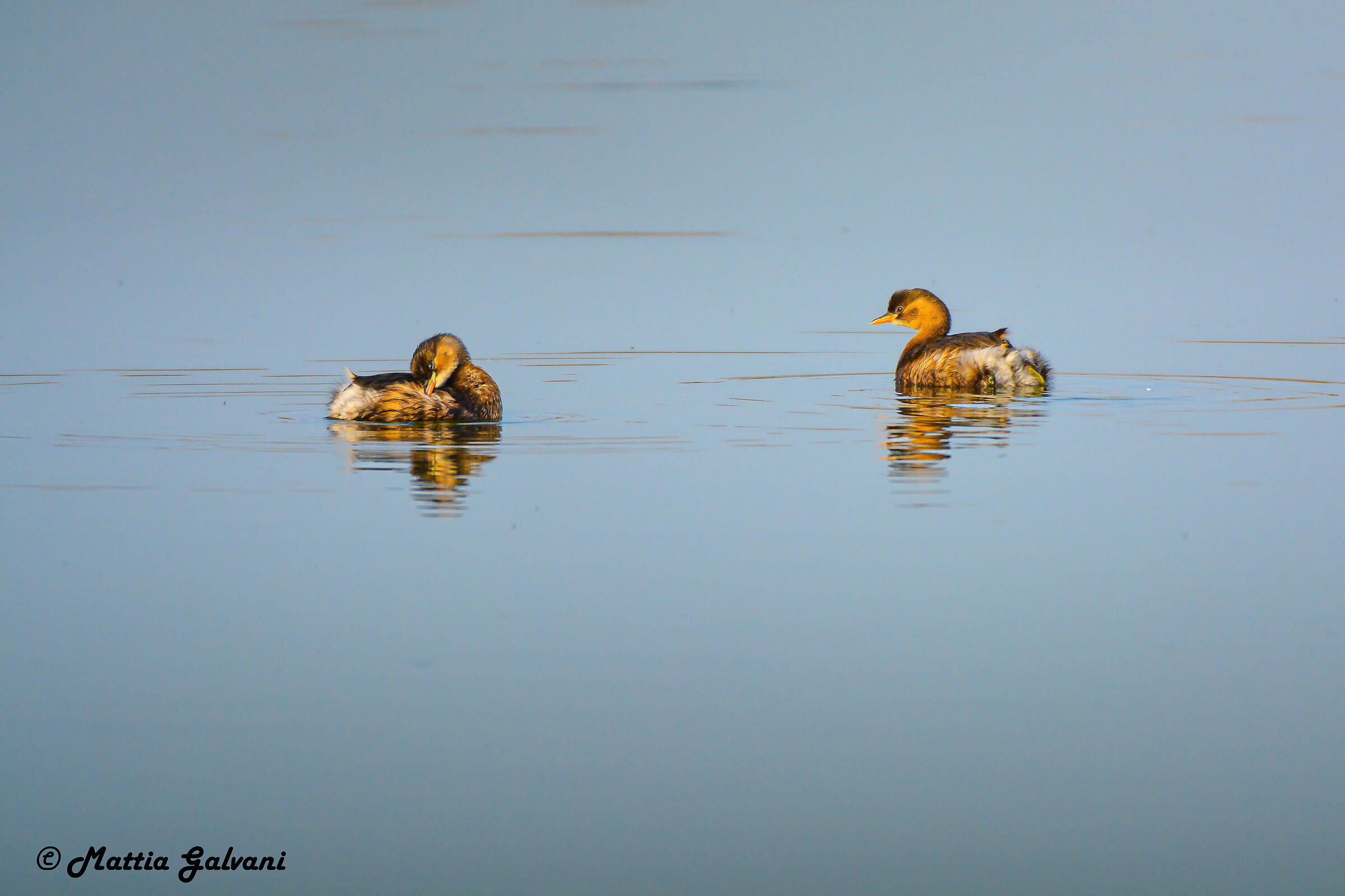 Couple Tuffetti kissed by the sun