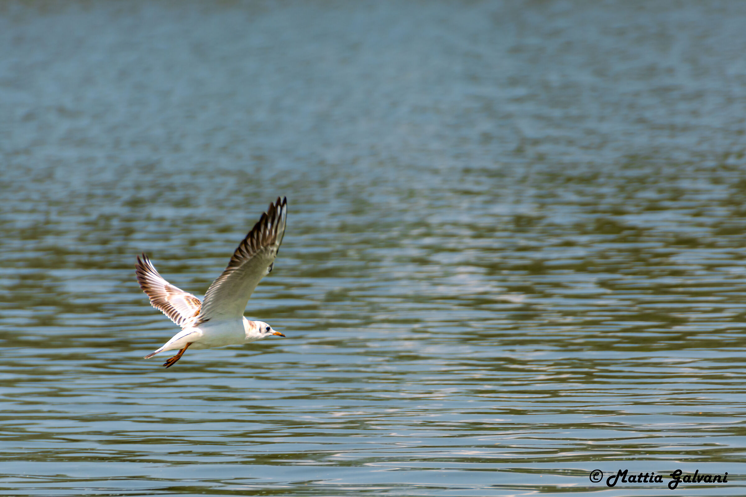 Common Seagull in flight