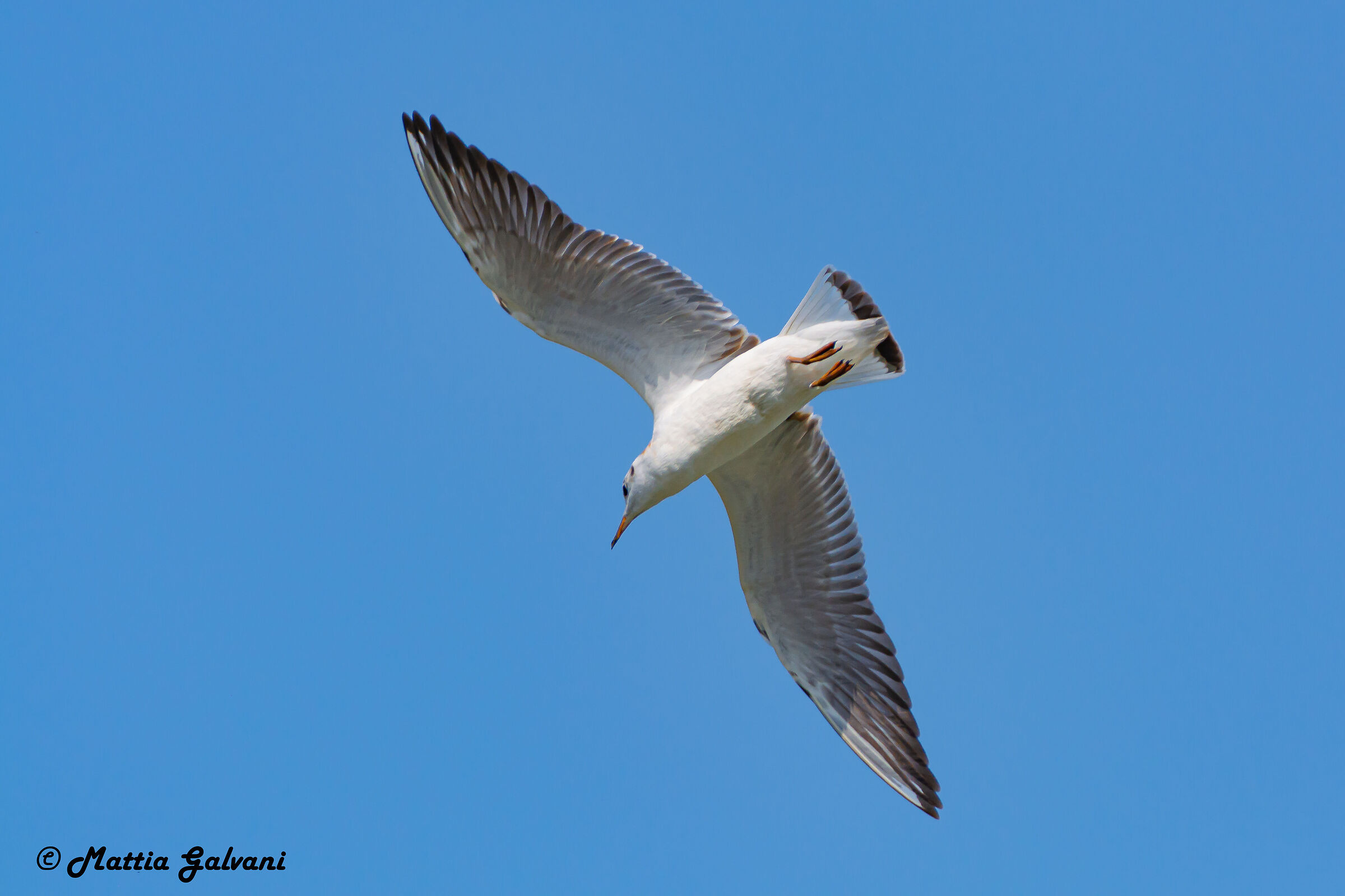 Common Gull and its wingspan