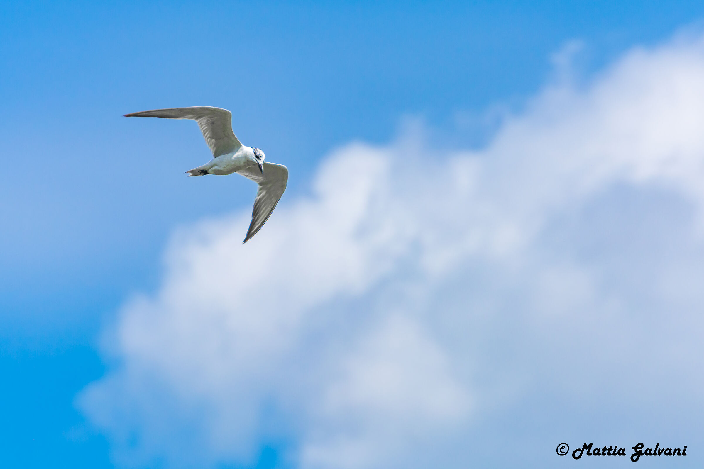Young Tern in flight