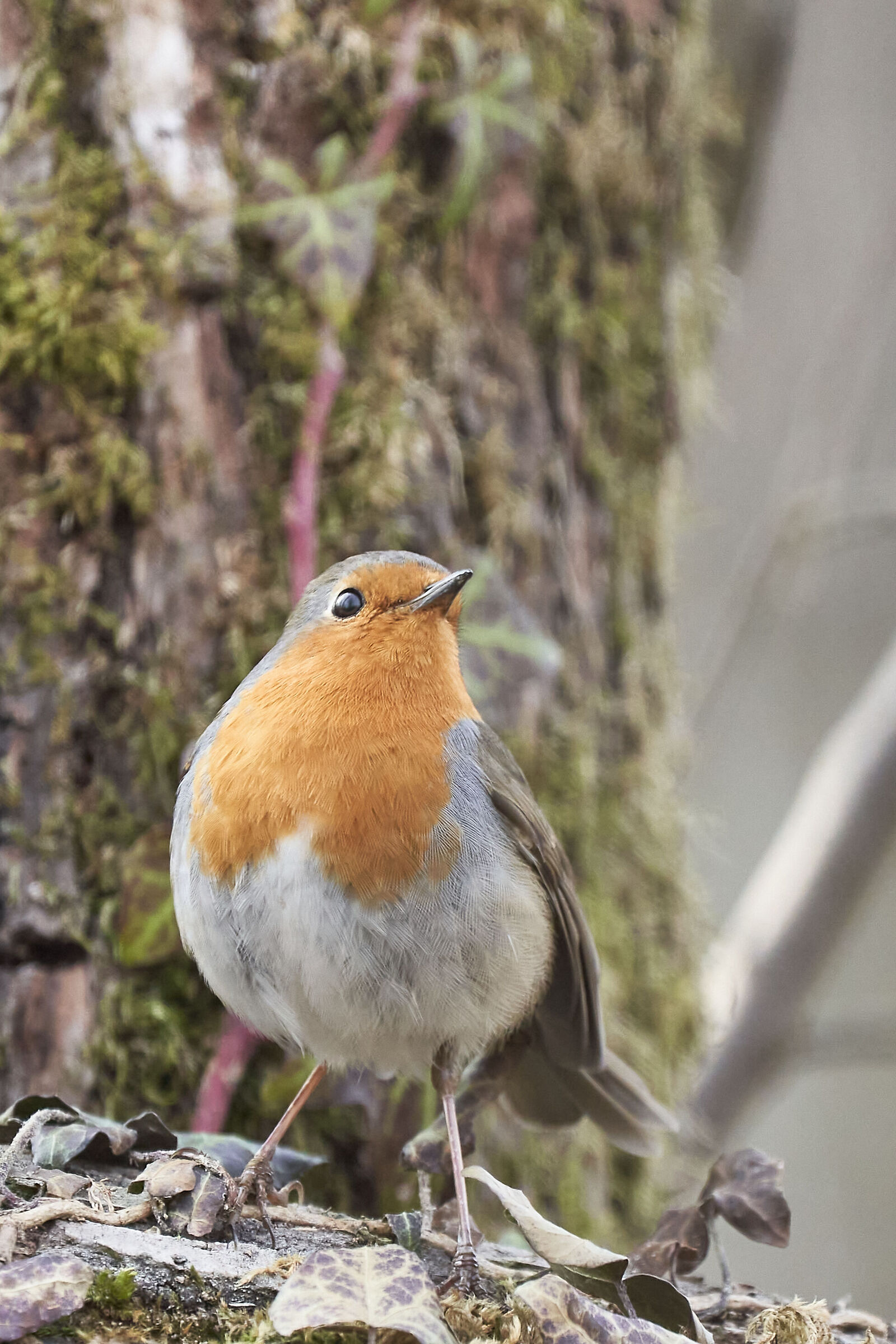 Curious robin