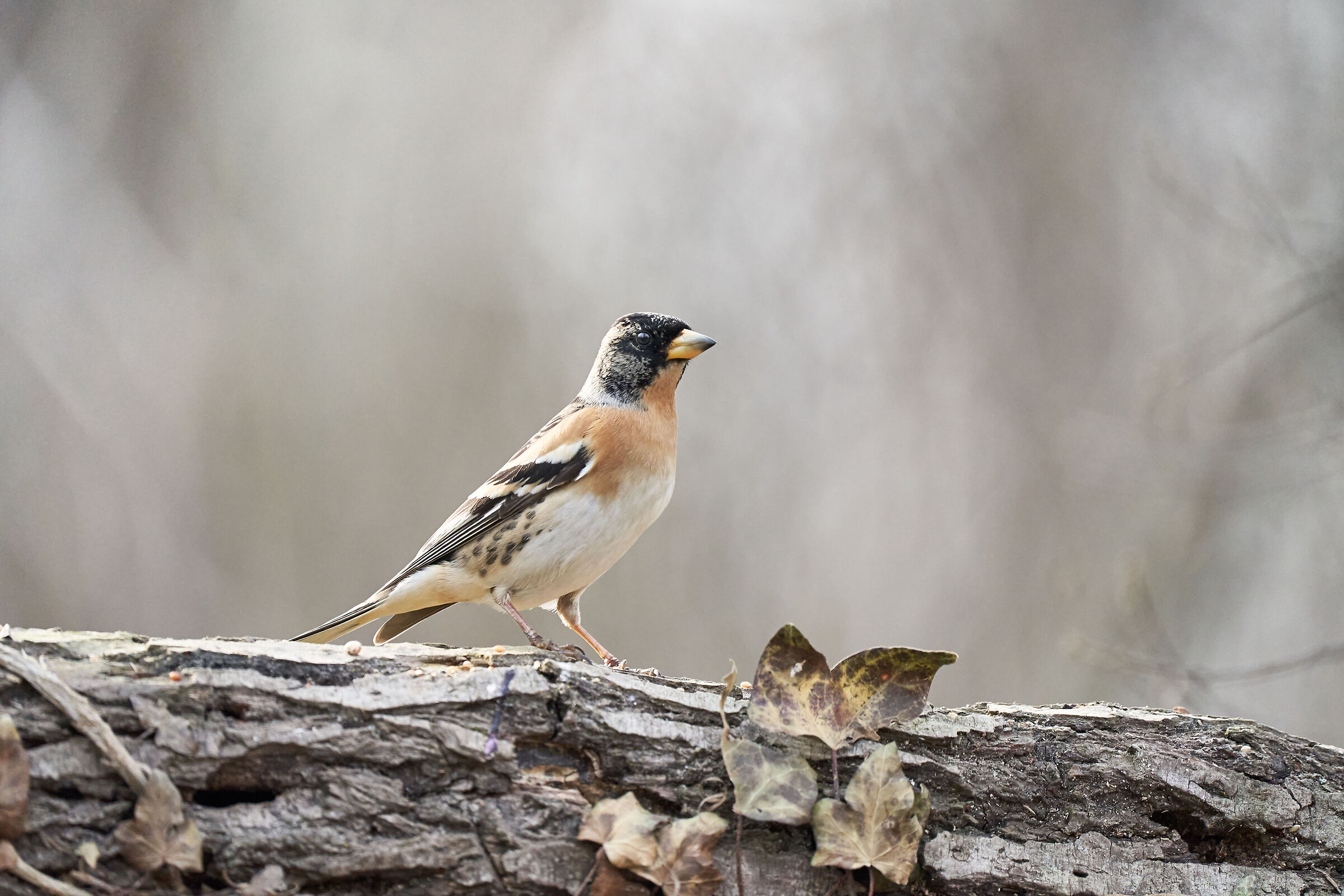 Brambling
