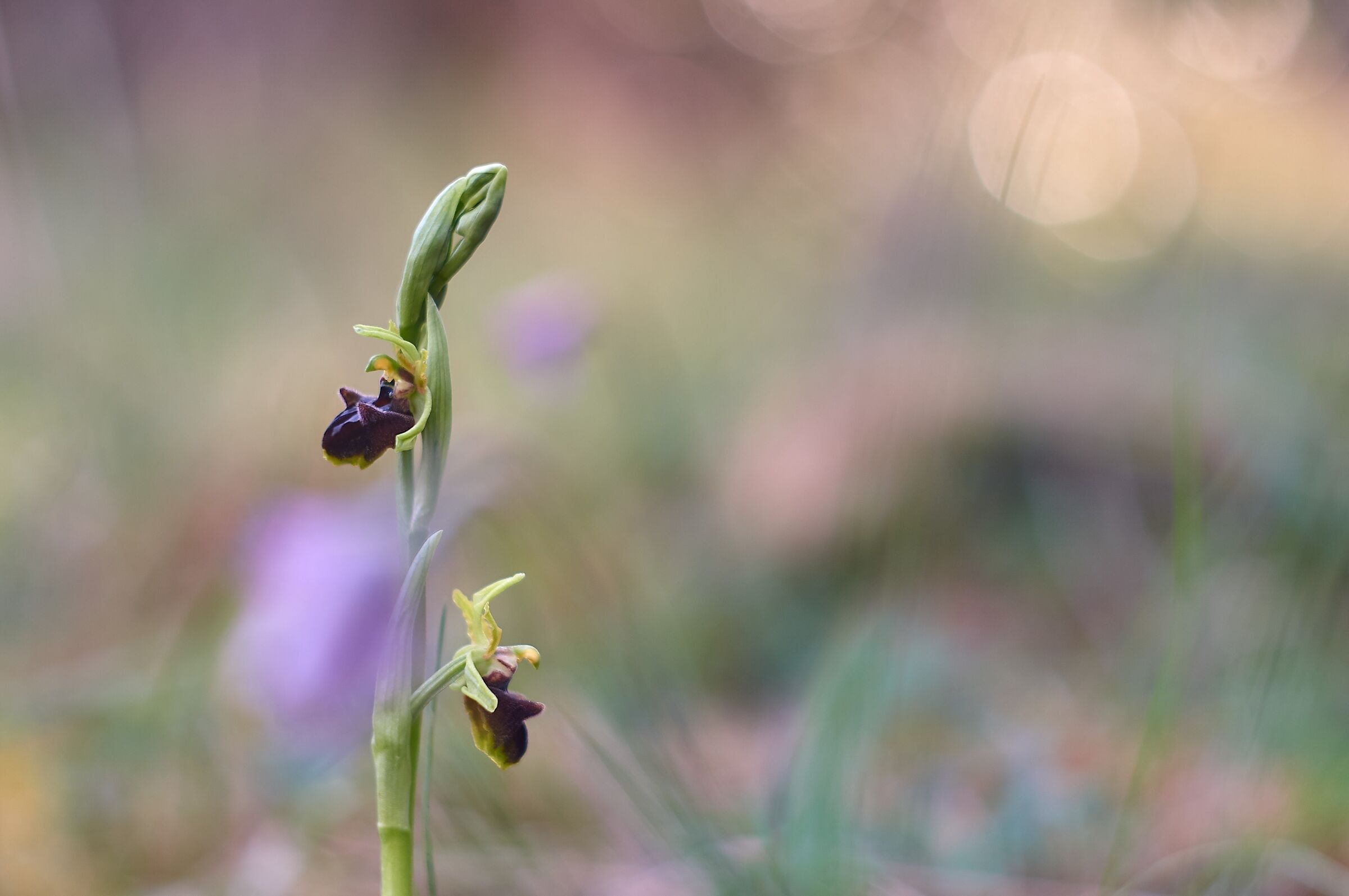 Cenni di Primavera