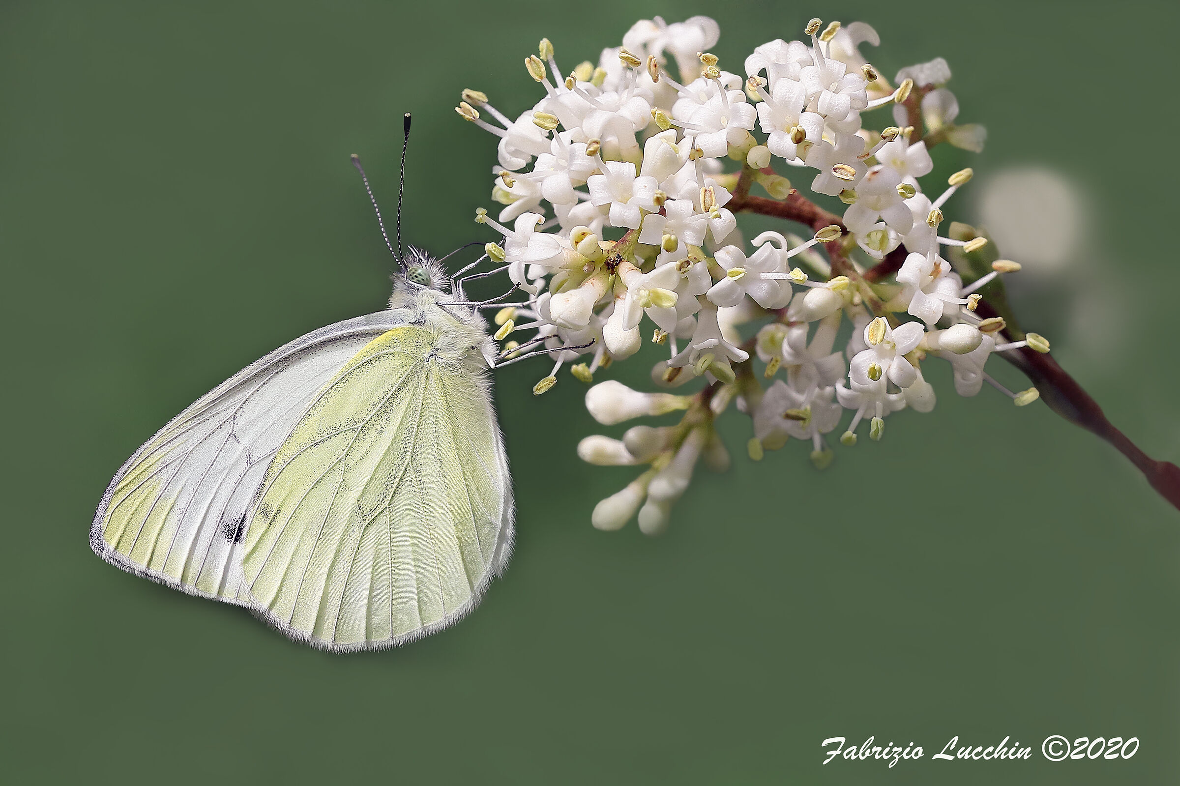 Pieris napi 2° generazione