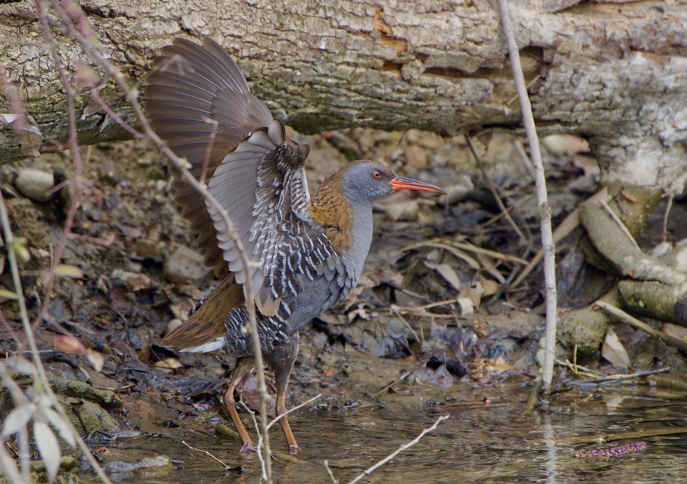Il porciglione vanitoso