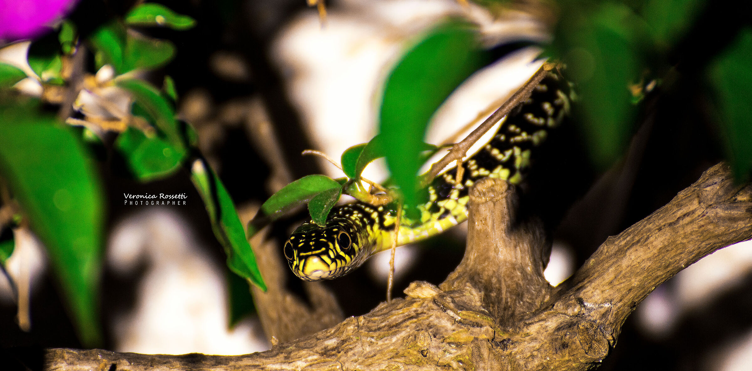 Biacco (Hierophis viridiflavus) - Monte Argentario