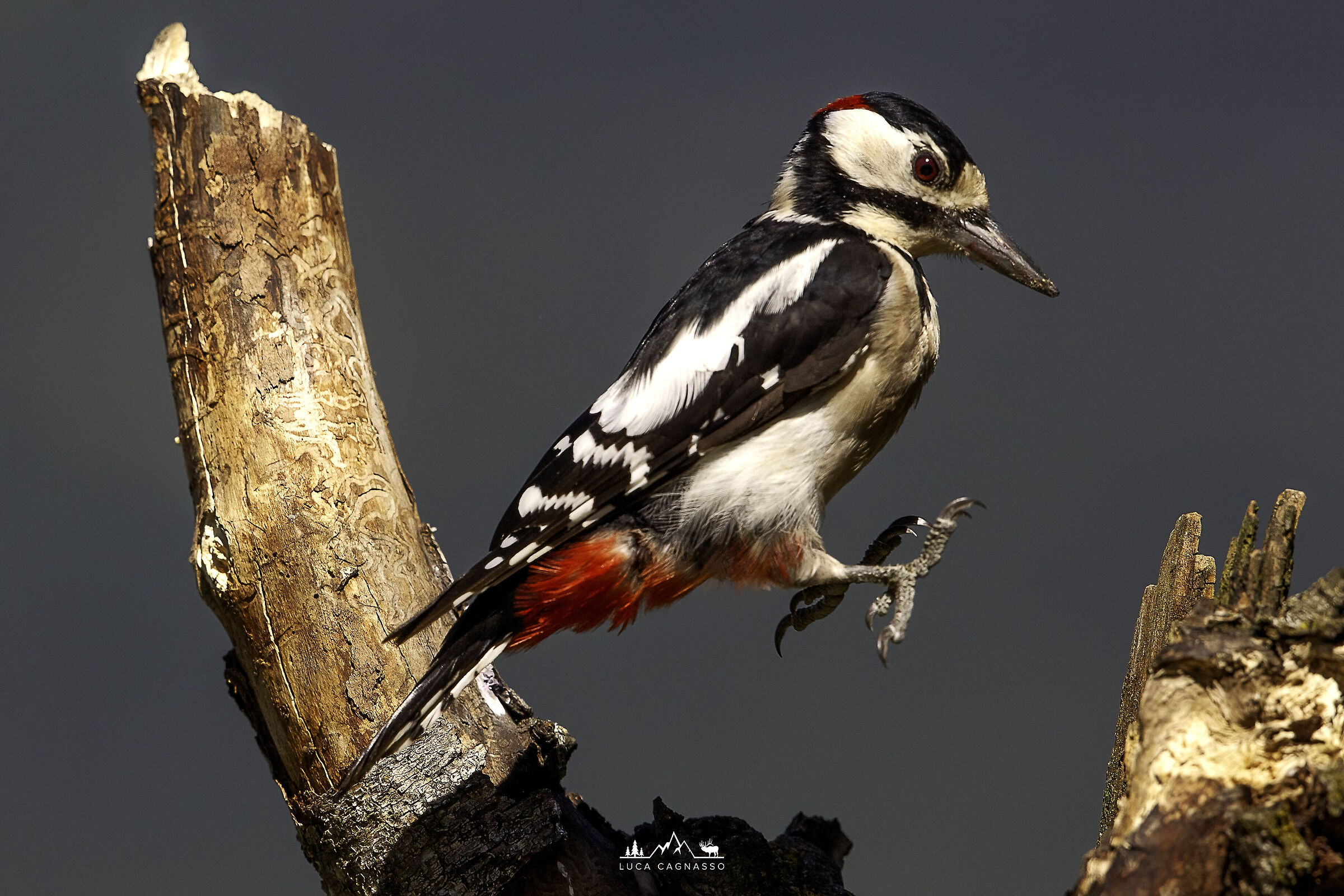 Picchio Rosso Maggiore