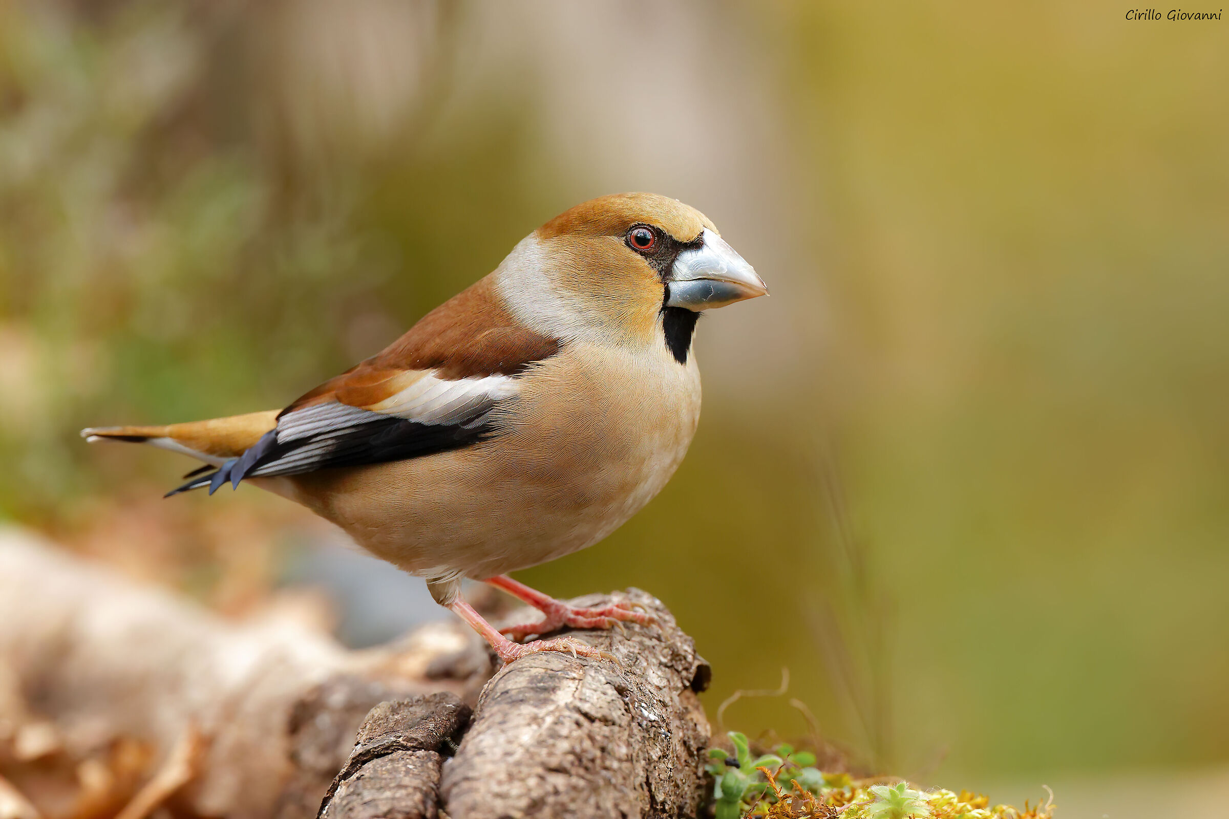 HAWFINCH