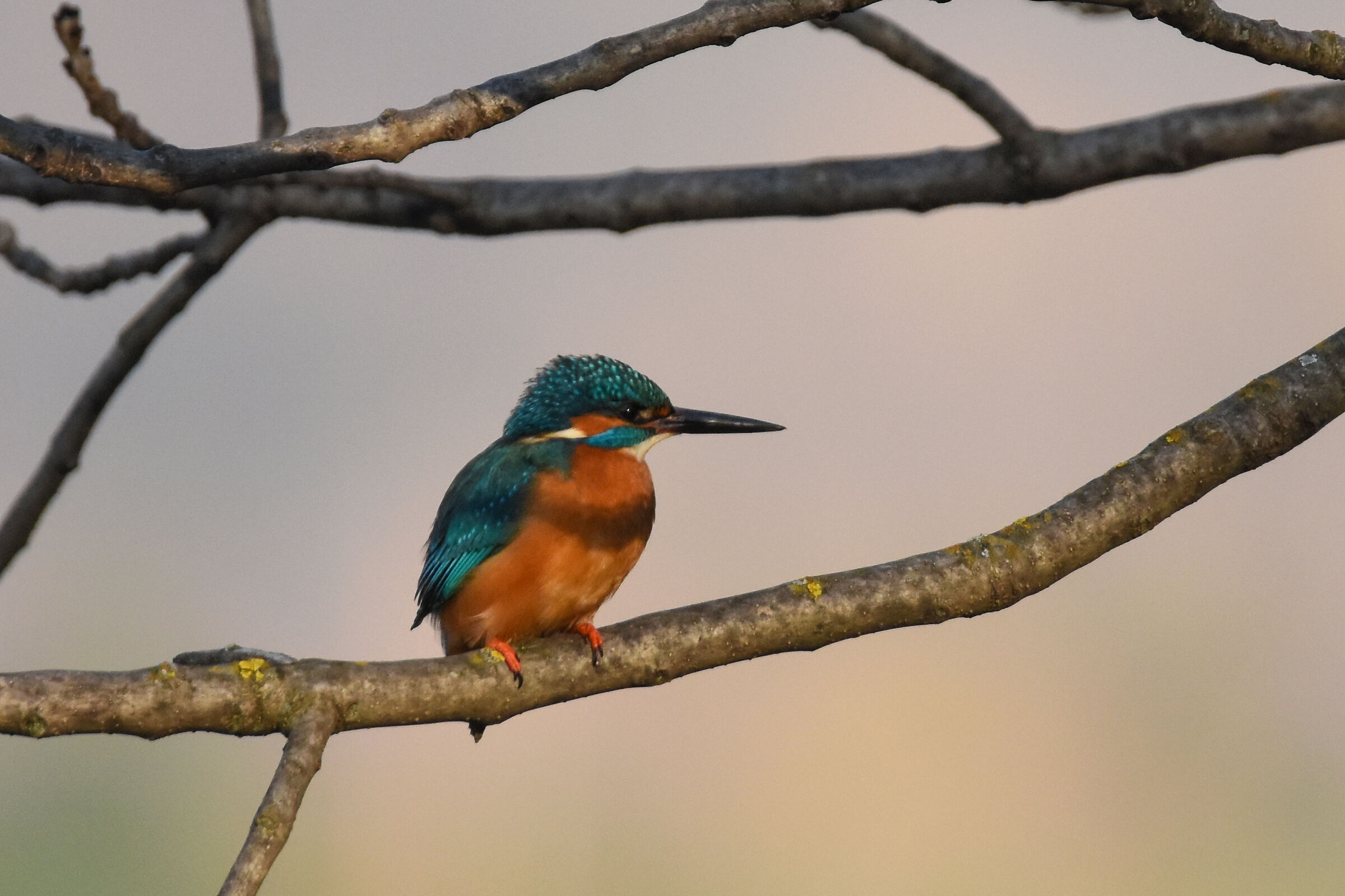 Kingfisher