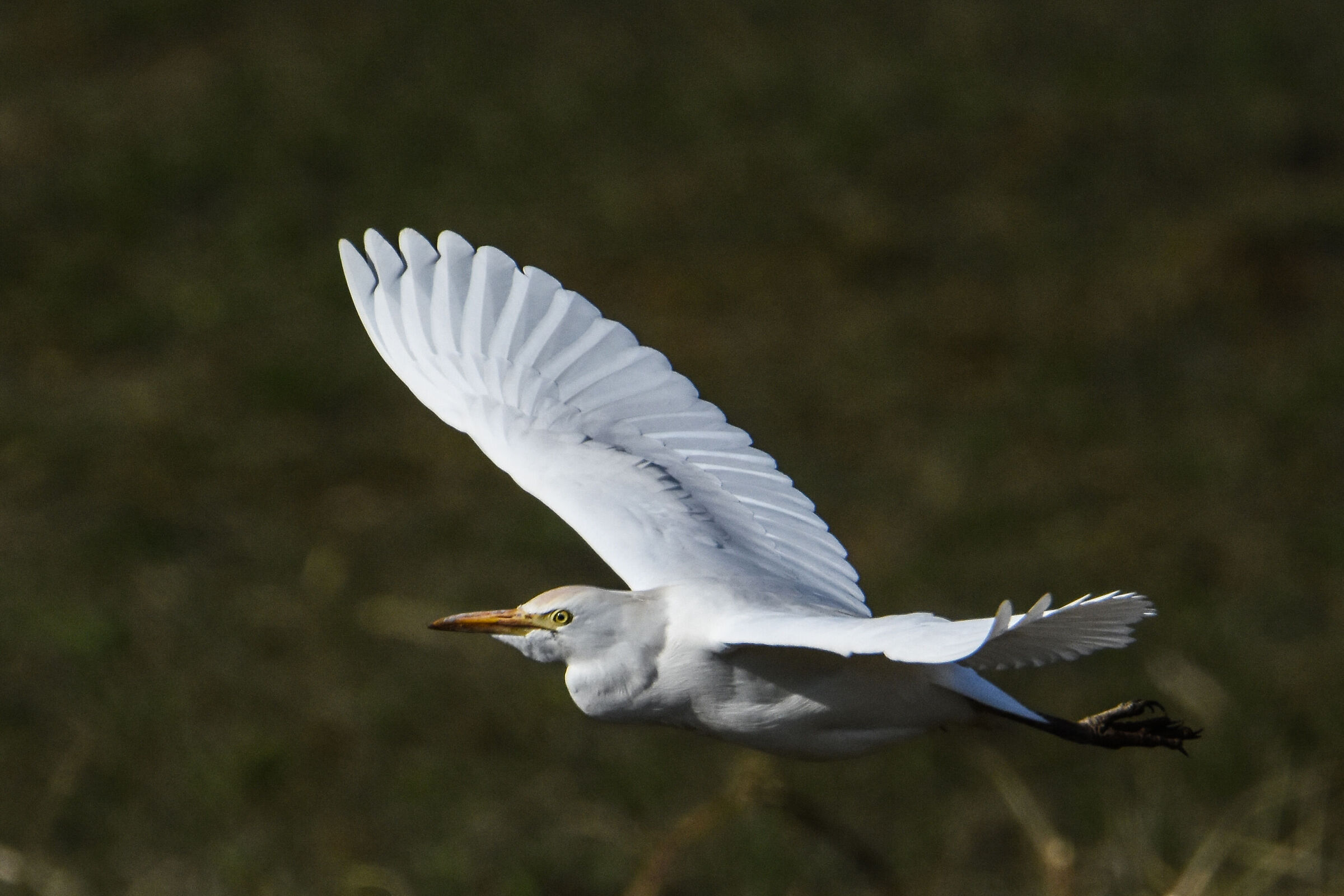 Cattle egret