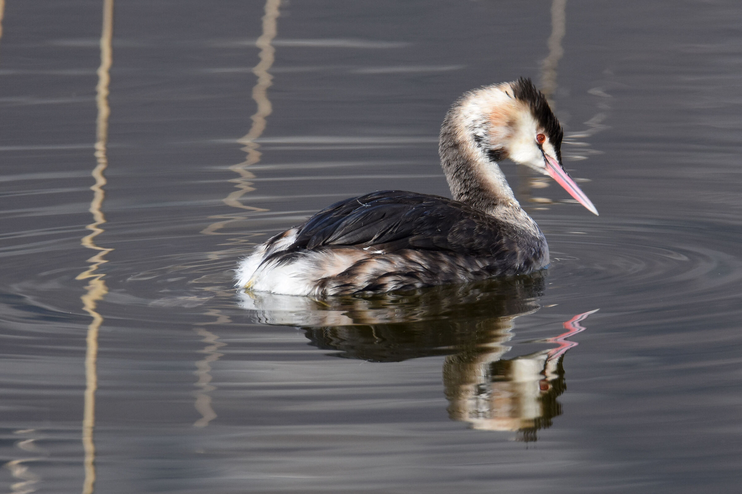 Grebe