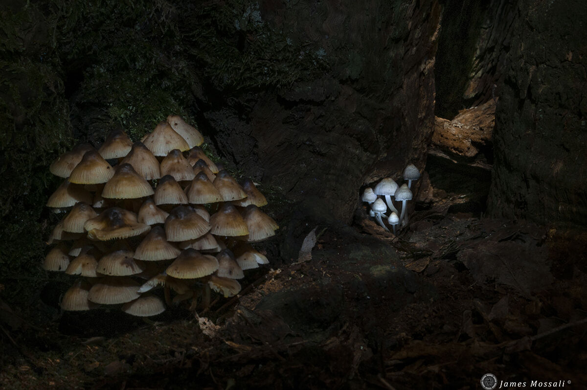 The way of the gnome